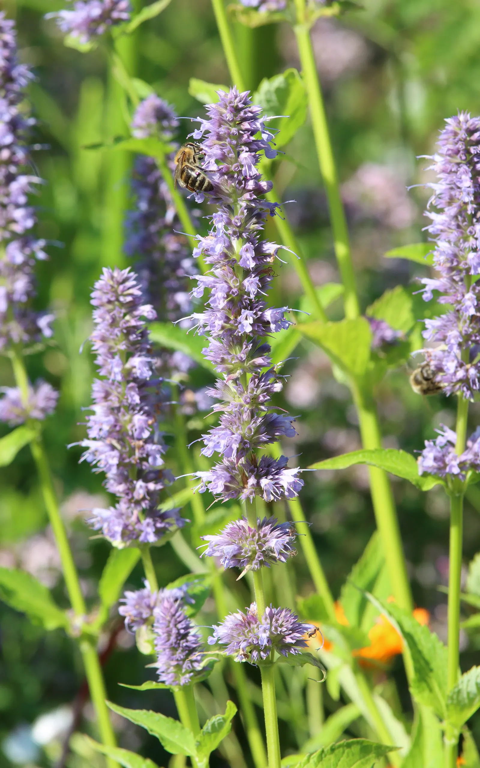 Giant Hyssop (Agastache Hybrids) — It prefers well-drained soils and performs best in full sun, although it can tolerate partial shade; perennial, image 66