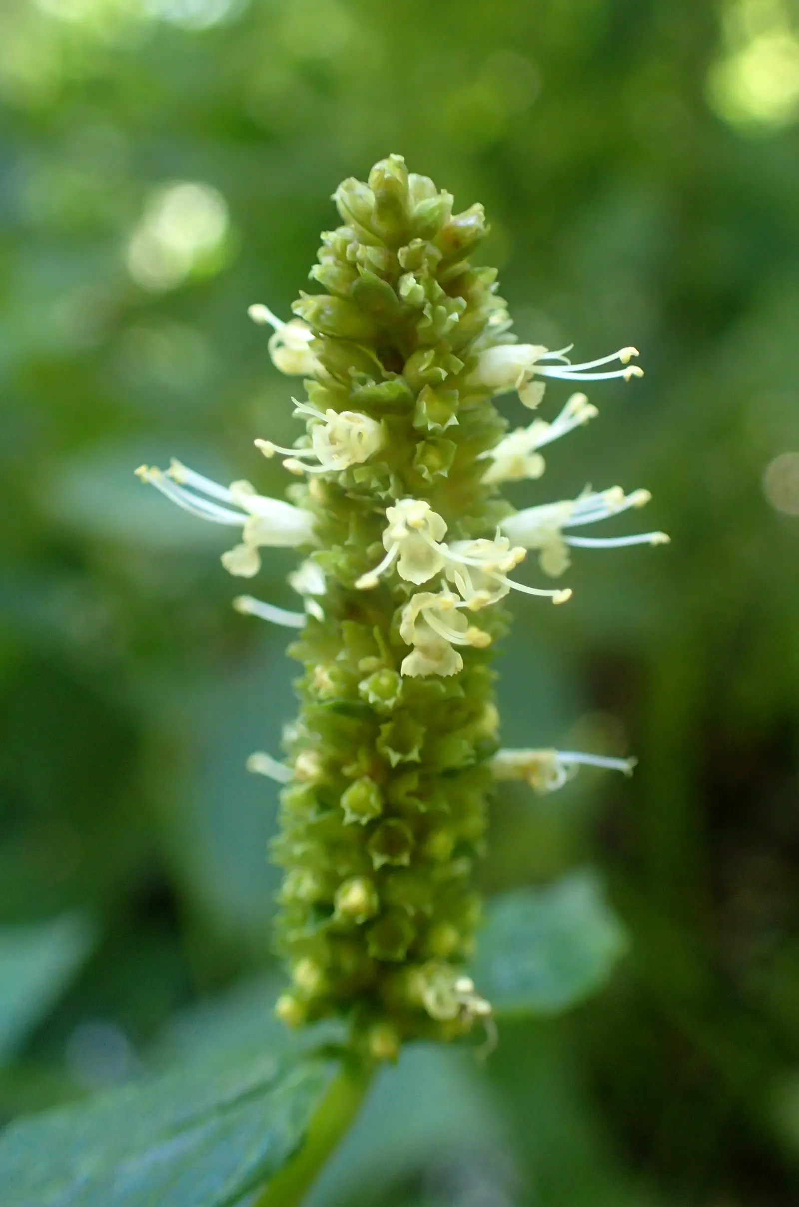Giant Hyssop (Agastache Hybrids) — Ideal conditions would include a soil pH ranging between 6.0 and 8.0; clump-forming habit and reaches a mature, image 94
