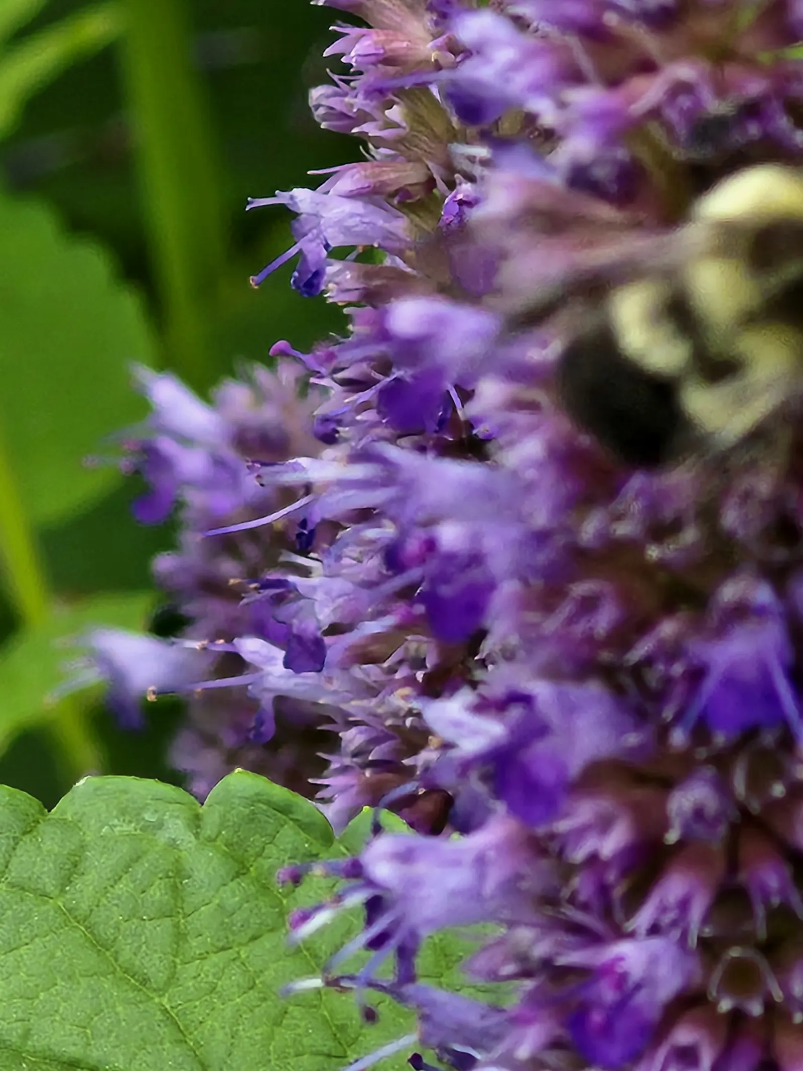 Giant Hyssop (Agastache Hybrids) — Space them about 1 to 3 feet apart in full sun to moderate shade for a vibrant, aromatic display, image 113