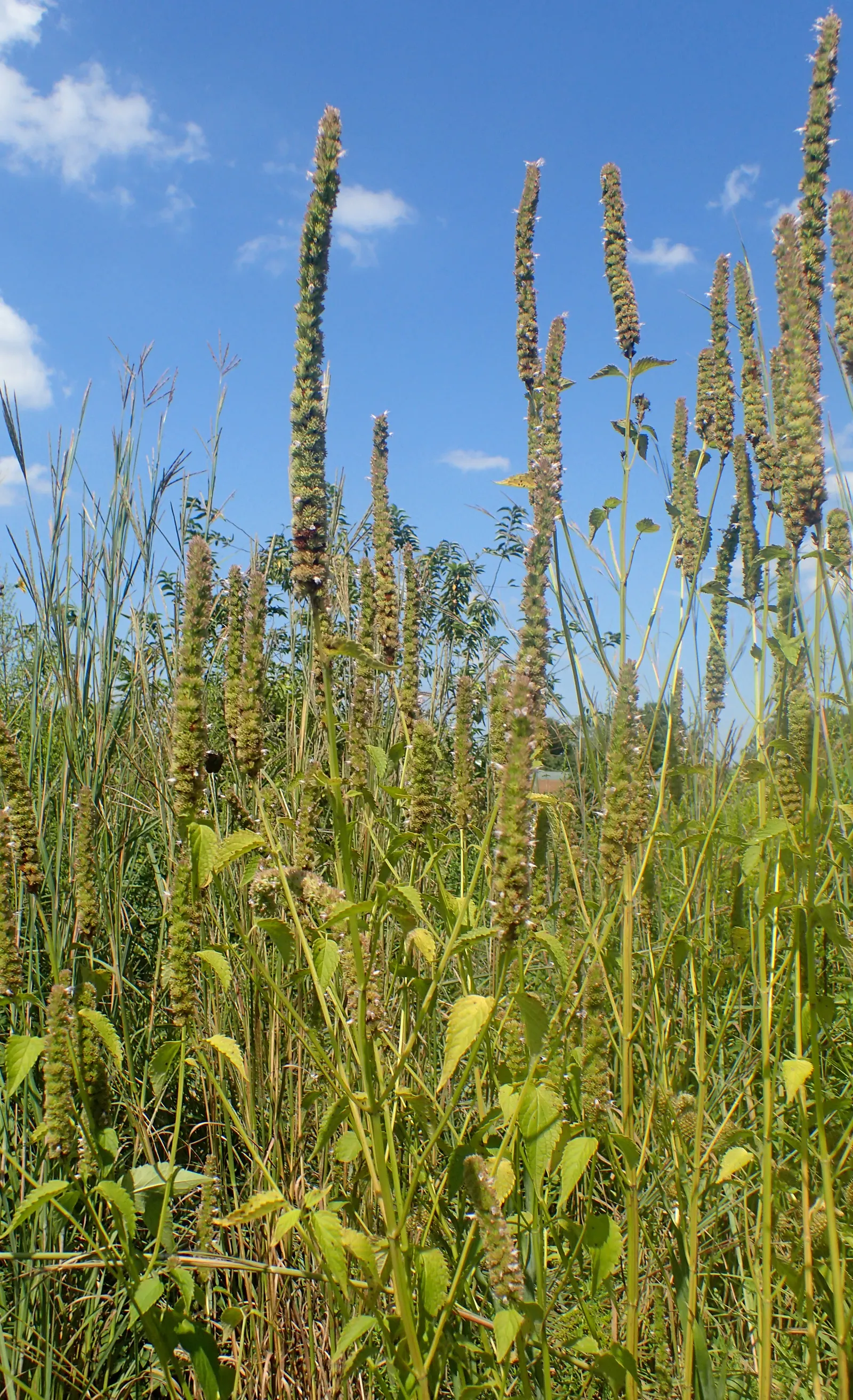 Giant Hyssop (Agastache Hybrids) — The flowers bloom from midsummer to fall; ideal conditions would include a soil pH ranging between 6.0 and 8.0, image 118