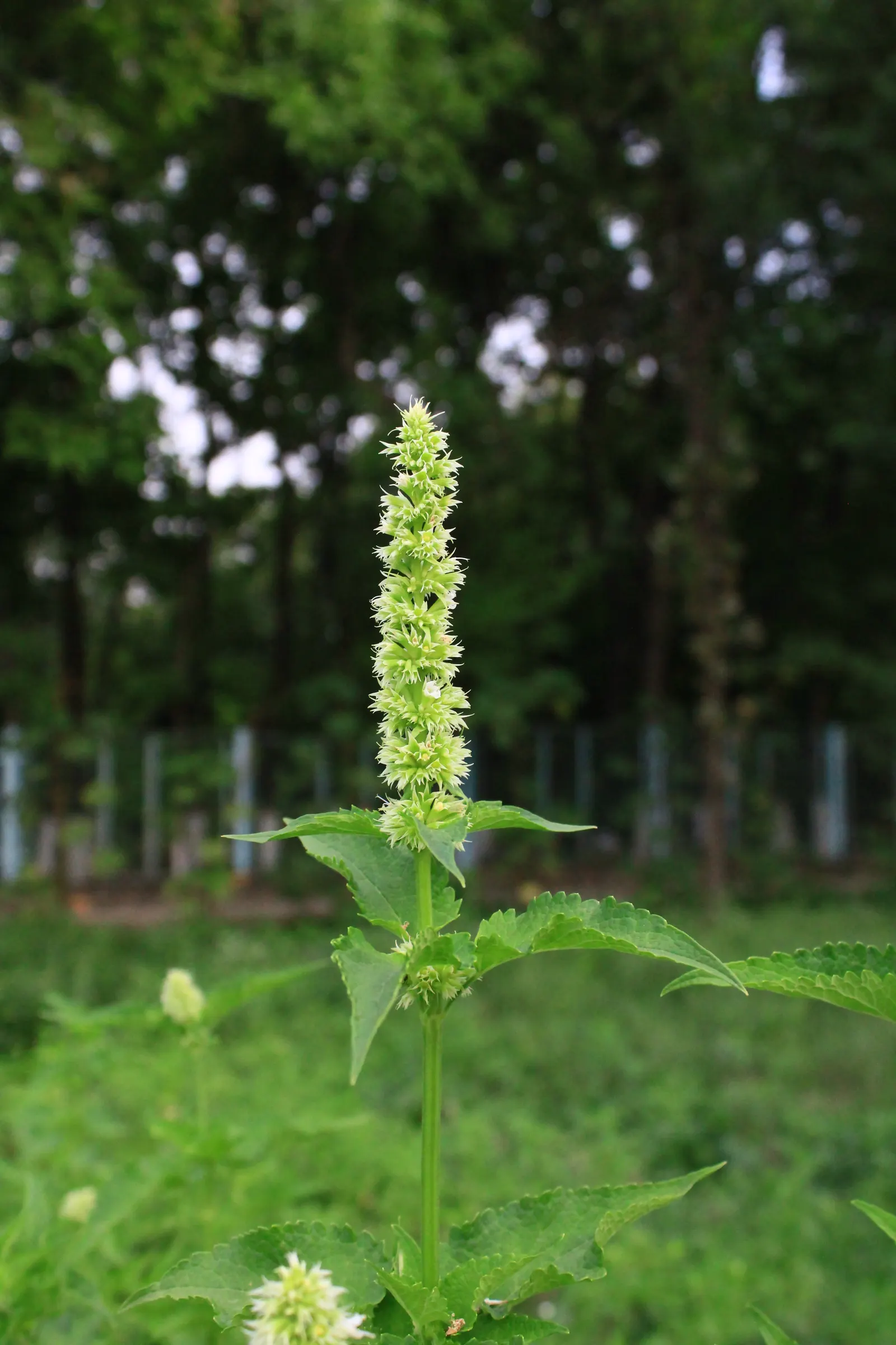 Giant Hyssop (Agastache Hybrids) — with a spread of 1 to 3 feet; perennial with blue and lavender and orange and pink and purple and red and violet, image 116