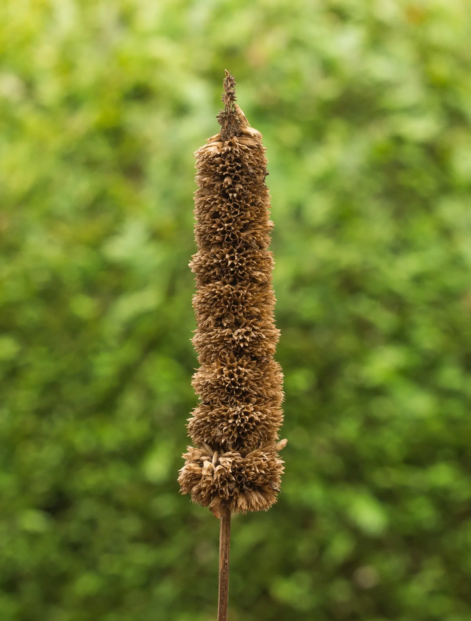 Giant Hyssop (Agastache Hybrids) — with a spread of 1 to 3 feet; perennial with blue and lavender and orange and pink and purple and red and violet, image 89