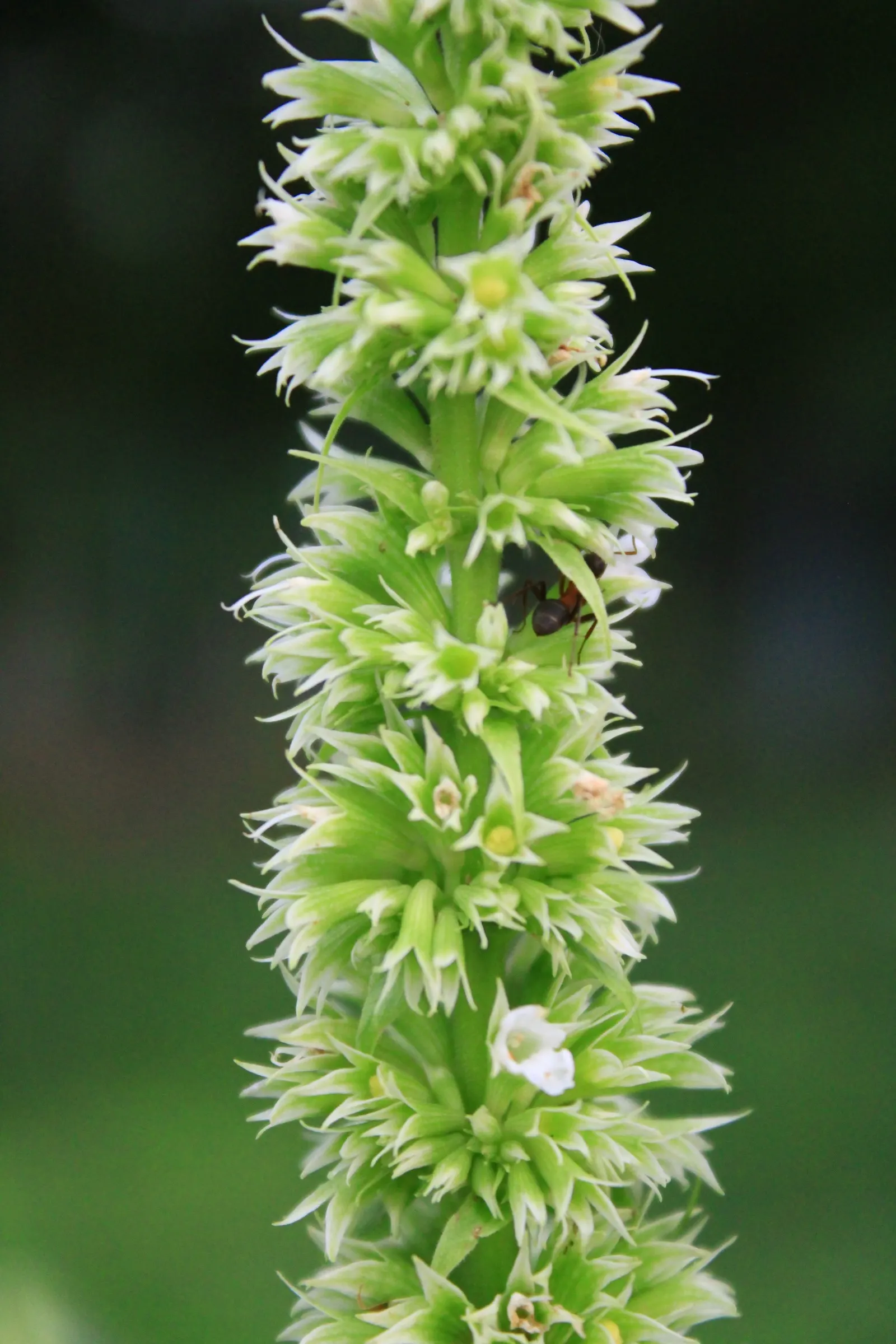 Giant Hyssop (Agastache Hybrids) — Ideal conditions would include a soil pH ranging between 6.0 and 8.0; clump-forming habit and reaches a mature, image 121