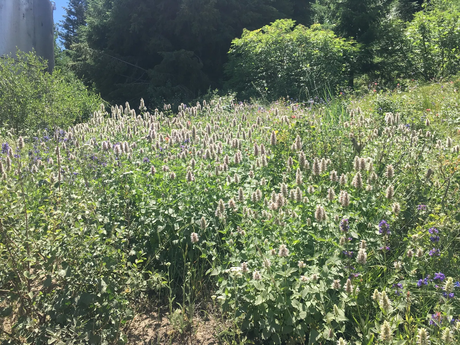 Giant Hyssop (Agastache Hybrids) — The Giant Hyssop (Agastache hybrids) is a hardy perennial favored for its striking spires of tubular flowers; flower colors