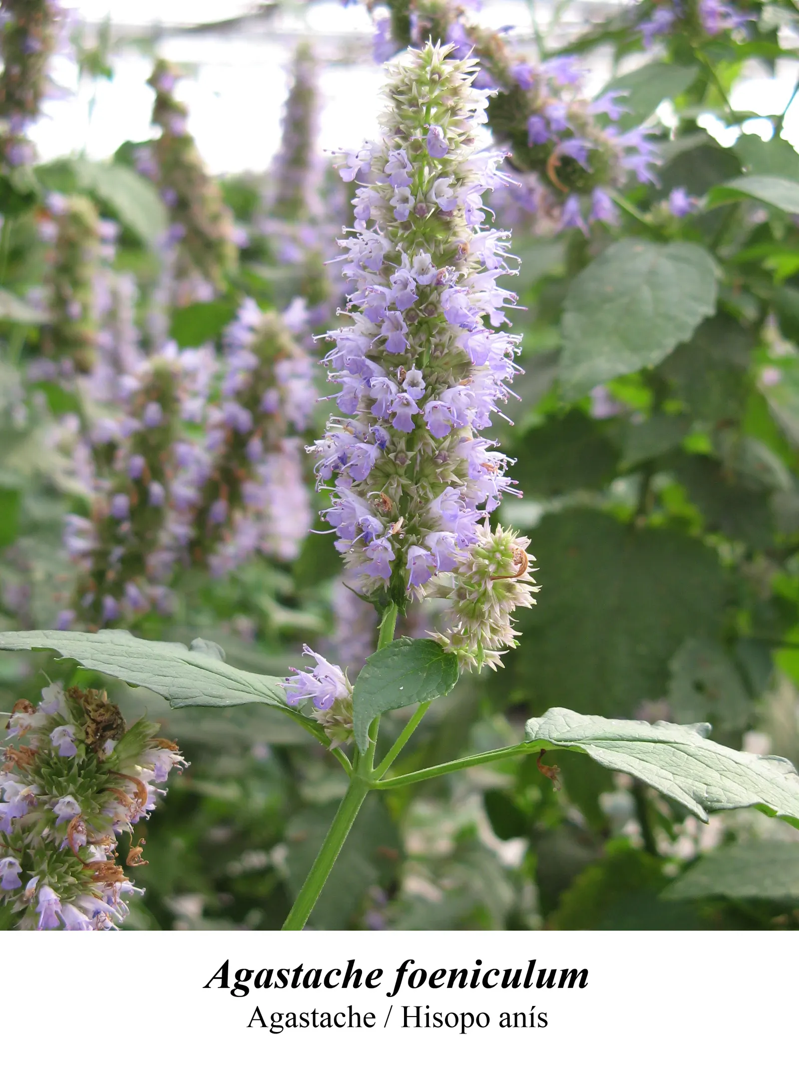 Giant Hyssop (Agastache Hybrids) — providing a generous display that attracts hummingbirds