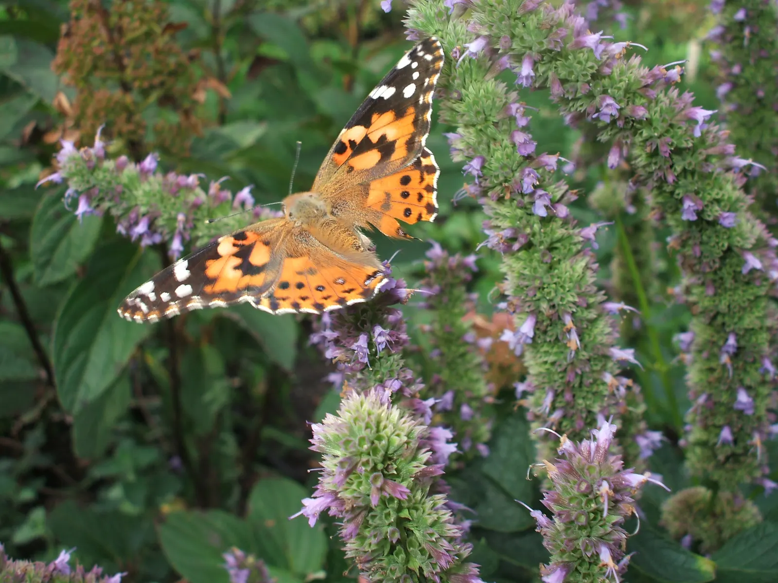 Giant Hyssop (Agastache Hybrids) — attracting hummingbirds and butterflies; providing a generous display that attracts hummingbirds, image 110