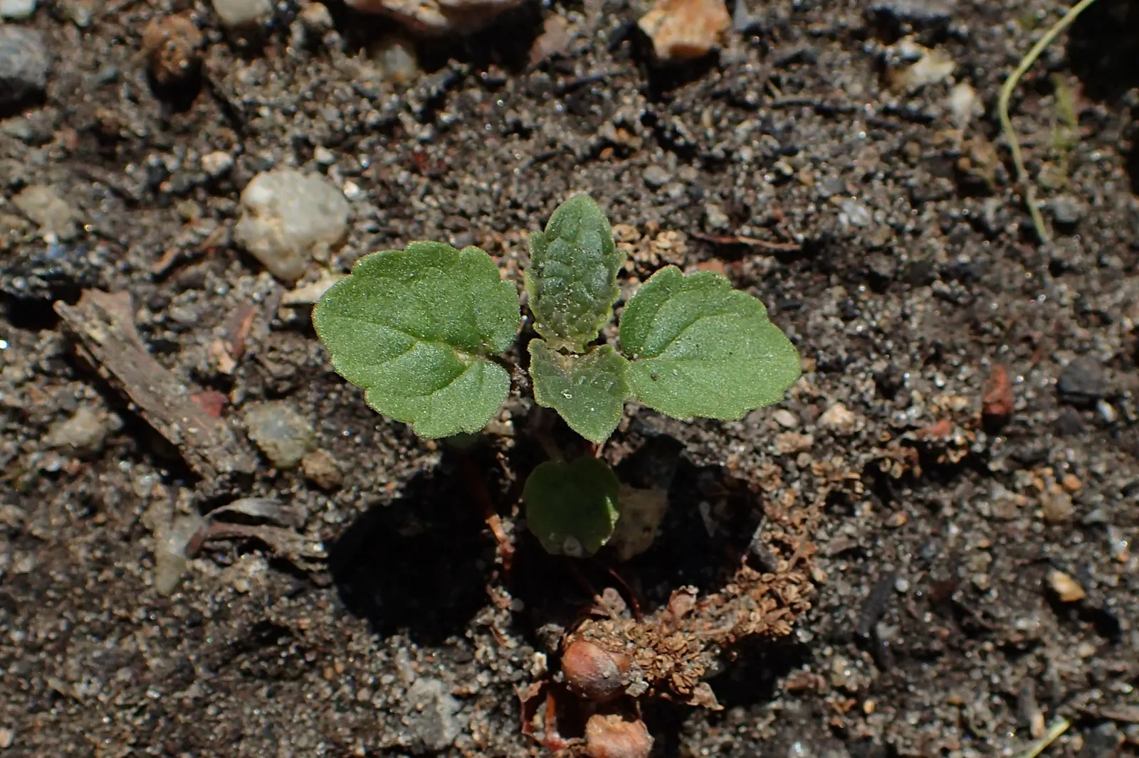 Giant Hyssop (Agastache Hybrids) — Ideal conditions would include a soil pH ranging between 6.0 and 8.0