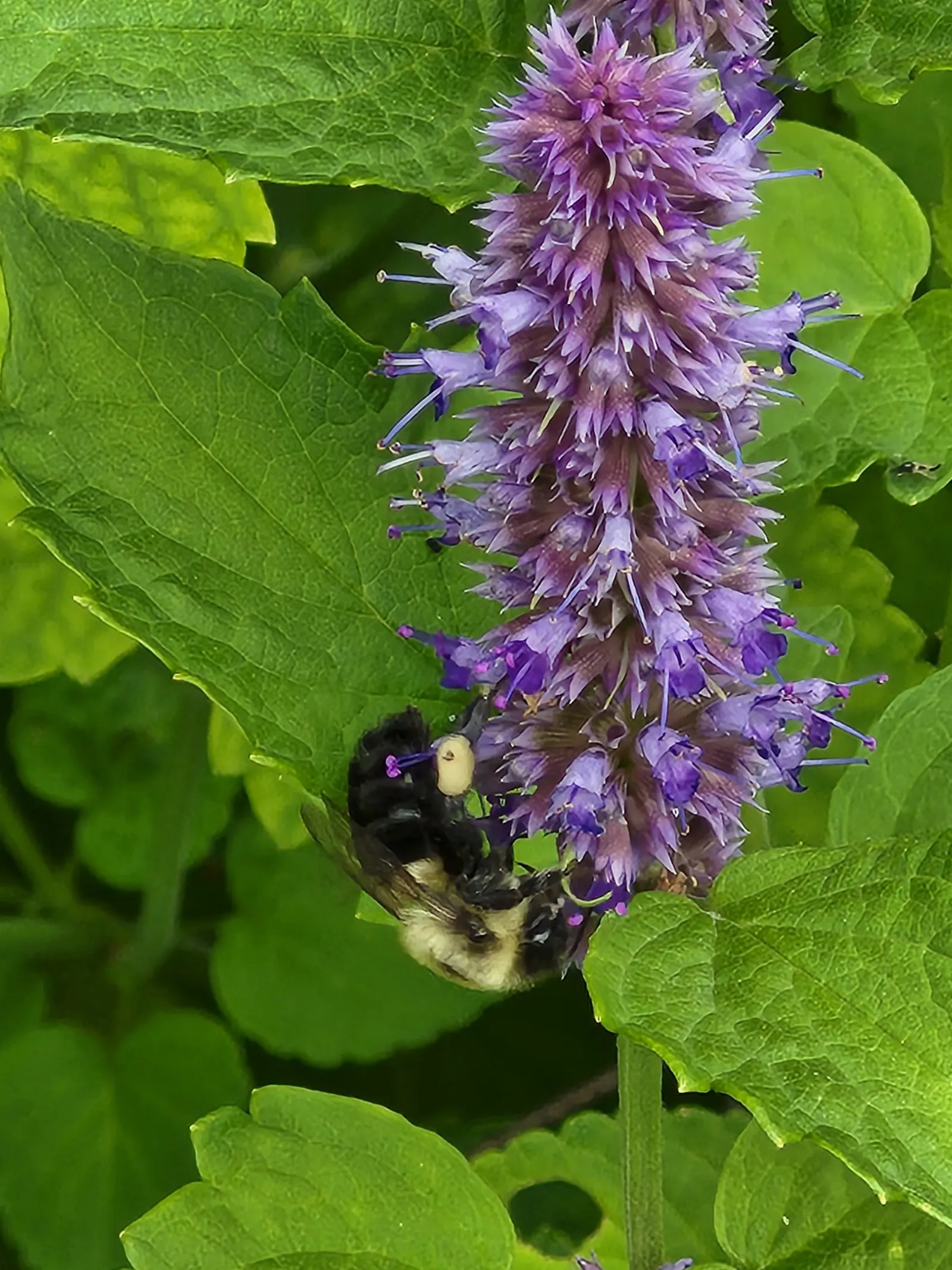 Giant Hyssop (Agastache Hybrids) — Due to its vertical stature; slow-release fertilizer in the spring to encourage vigorous growth.<br><br>Giant, image 126
