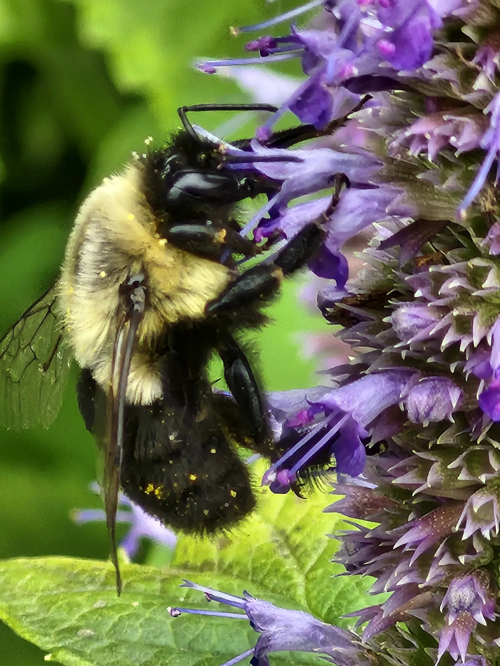 Giant Hyssop (Agastache Hybrids) — Flower colors range from purples to pinks and whites, blooming from midsummer to fall