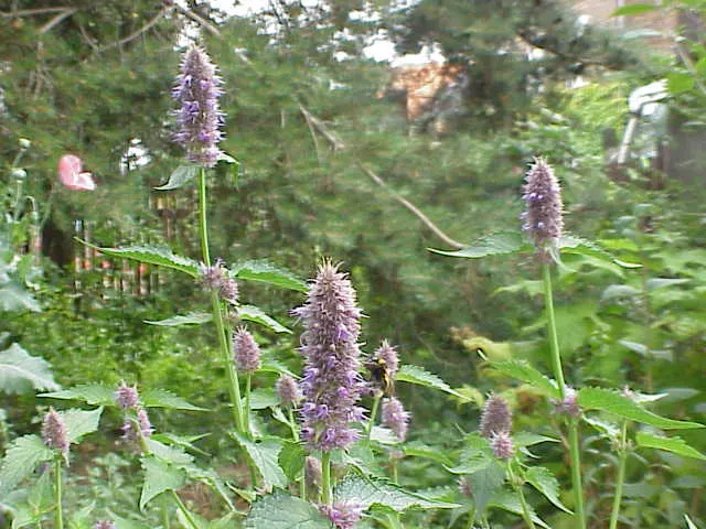 Giant Hyssop (Agastache Hybrids) — blue and lavender and orange and pink and purple and red and violet and yellow flowers in the garden; the flowers bloom from