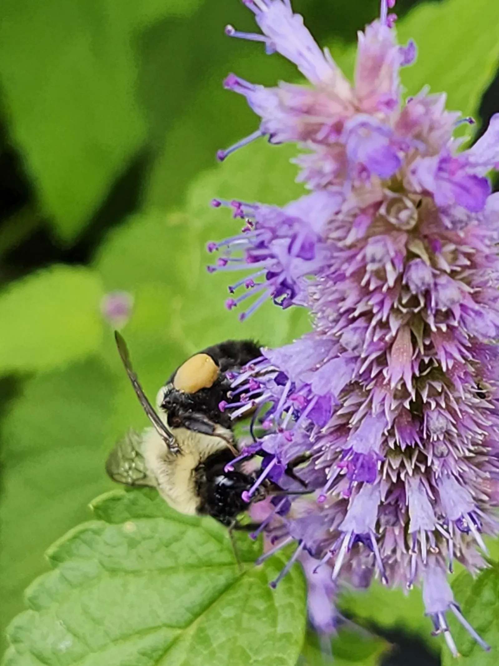 Giant Hyssop (Agastache Hybrids) — with a spread of 1 to 3 feet; perennial with blue and lavender and orange and pink and purple and red and violet, image 62