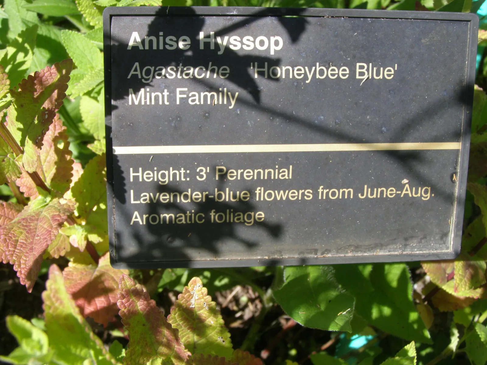 Giant Hyssop (Agastache Hybrids) — Due to its vertical stature; slow-release fertilizer in the spring to encourage vigorous growth.<br><br>Giant, image 72