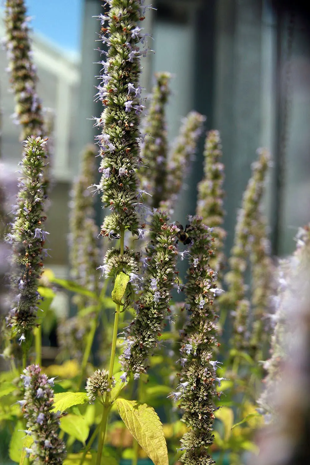 Giant Hyssop (Agastache Hybrids) — slow-release fertilizer in the spring to encourage vigorous growth.<br><br>Giant Hyssop's aromatic foliage, image 69