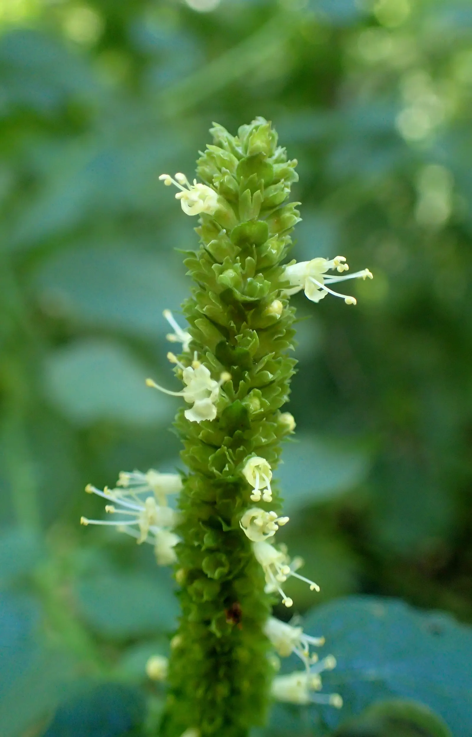Giant Hyssop (Agastache Hybrids) — creating a cohesive and dynamic garden plot; these fragrant, herbaceous plants typically reach heights of 2 to 5, image 105