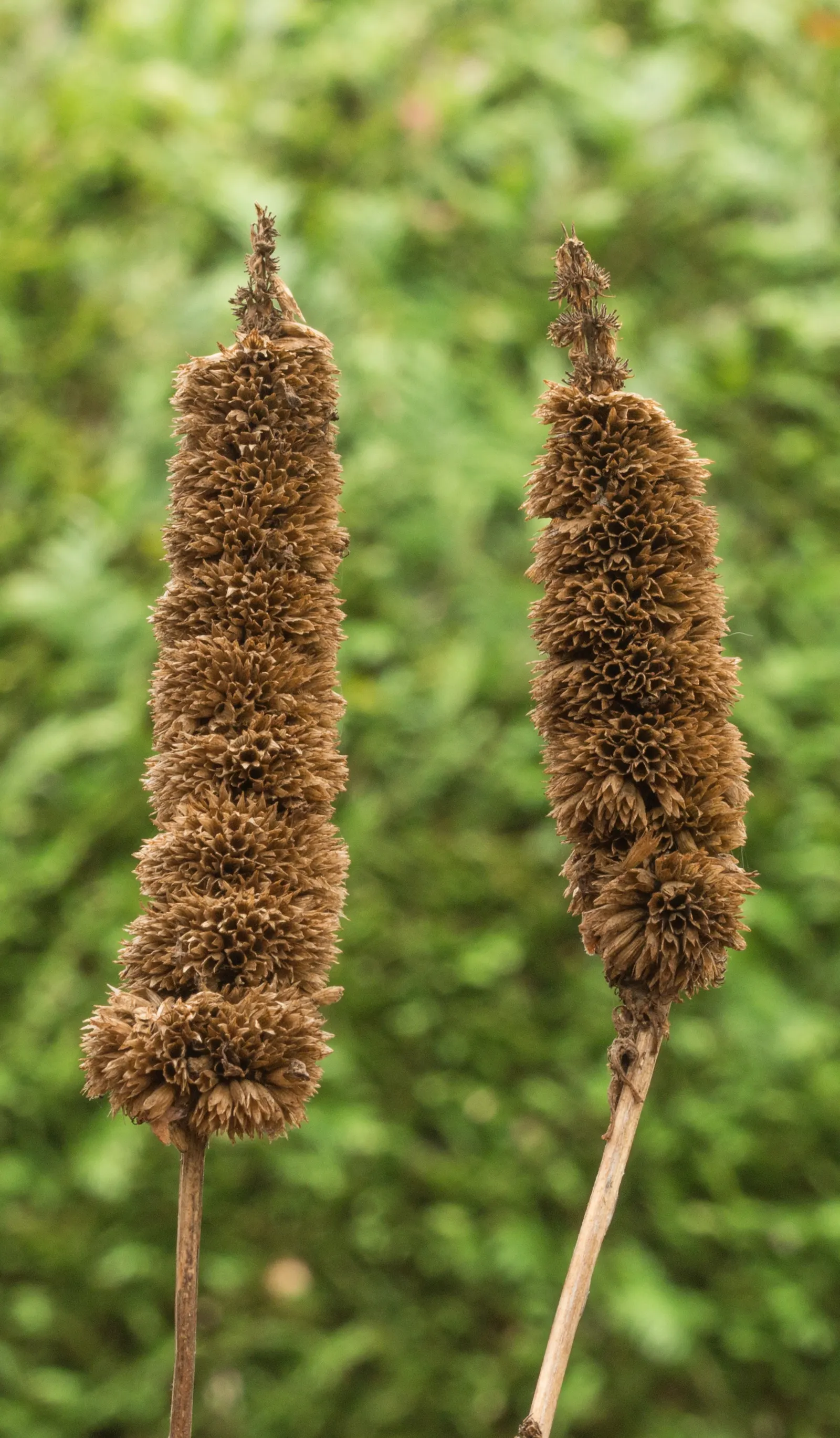 Giant Hyssop (Agastache Hybrids) — These fragrant, herbaceous plants typically reach heights of 2 to 5 feet and thrive in well-drained soil; due to, image 111