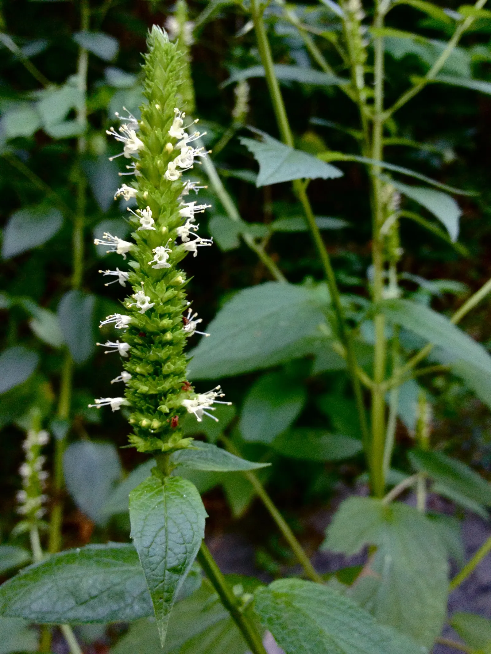 Giant Hyssop (Agastache Hybrids) — Minimal maintenance is required; known for its ease of cultivation and long blooming period, image 102