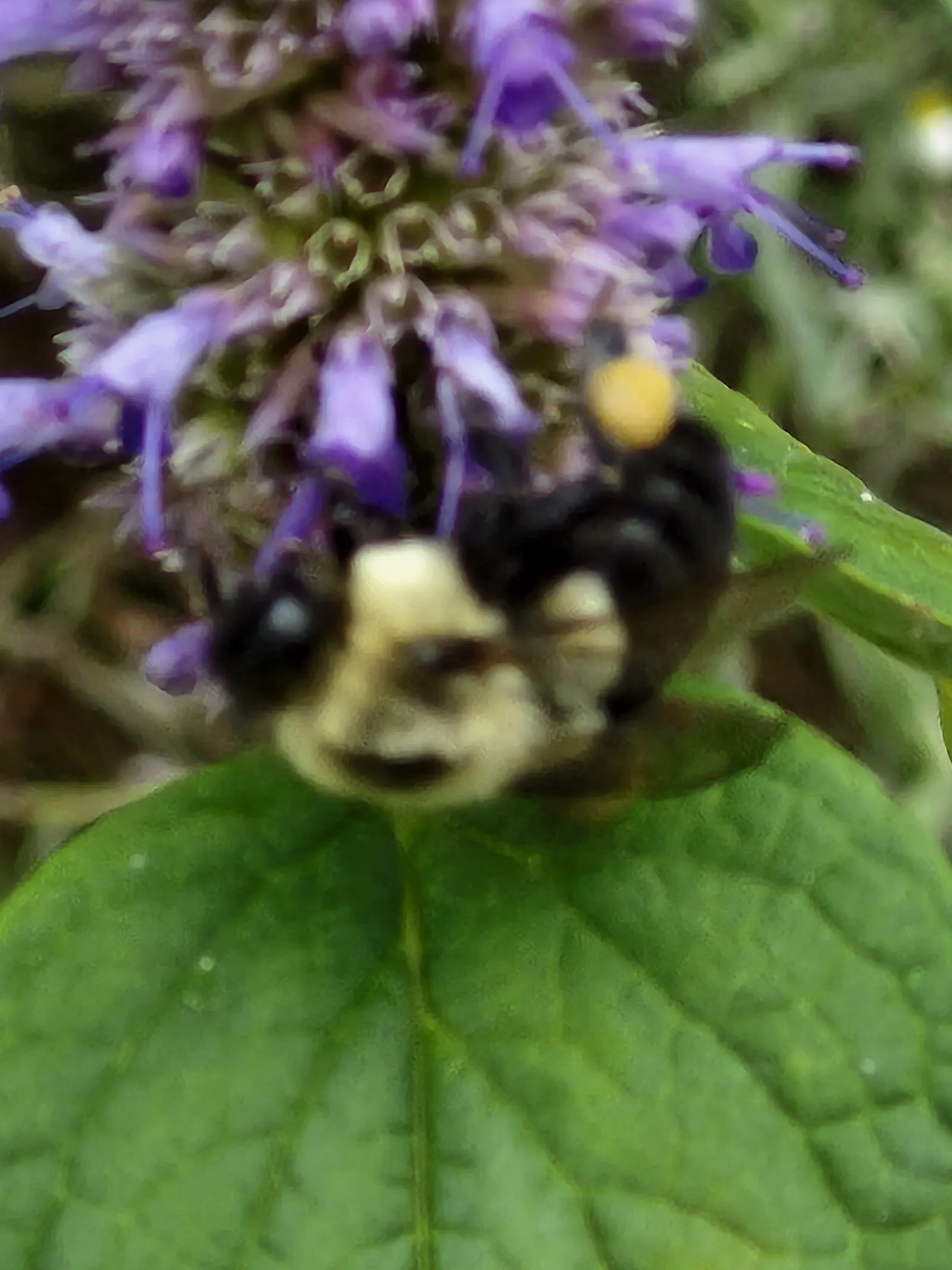 Giant Hyssop (Agastache Hybrids) — Minimal maintenance is required; known for its ease of cultivation and long blooming period