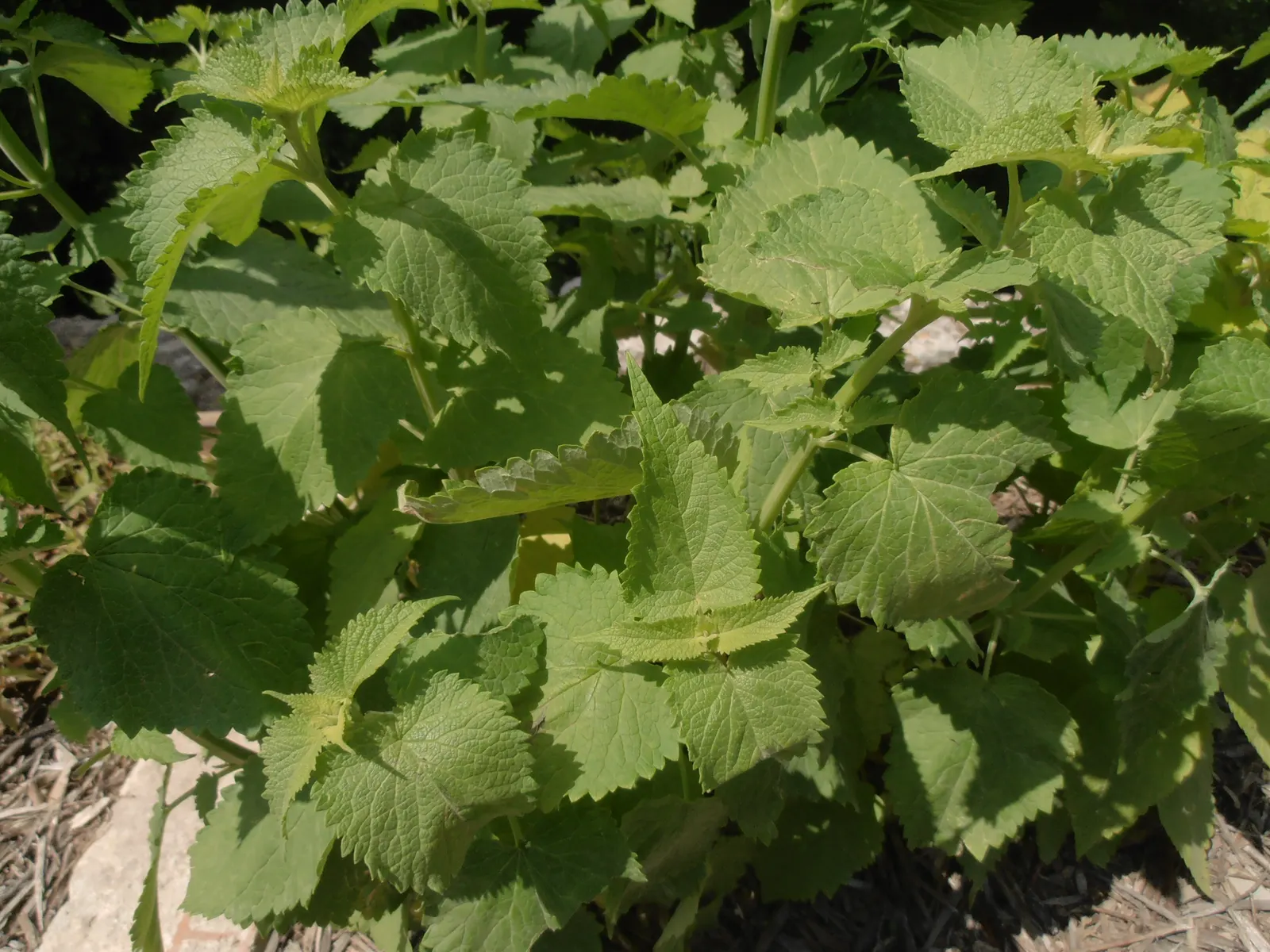 Giant Hyssop (Agastache Hybrids) — Flower colors range from purples to pinks and whites, blooming from midsummer to fall; blue and lavender and, image 85