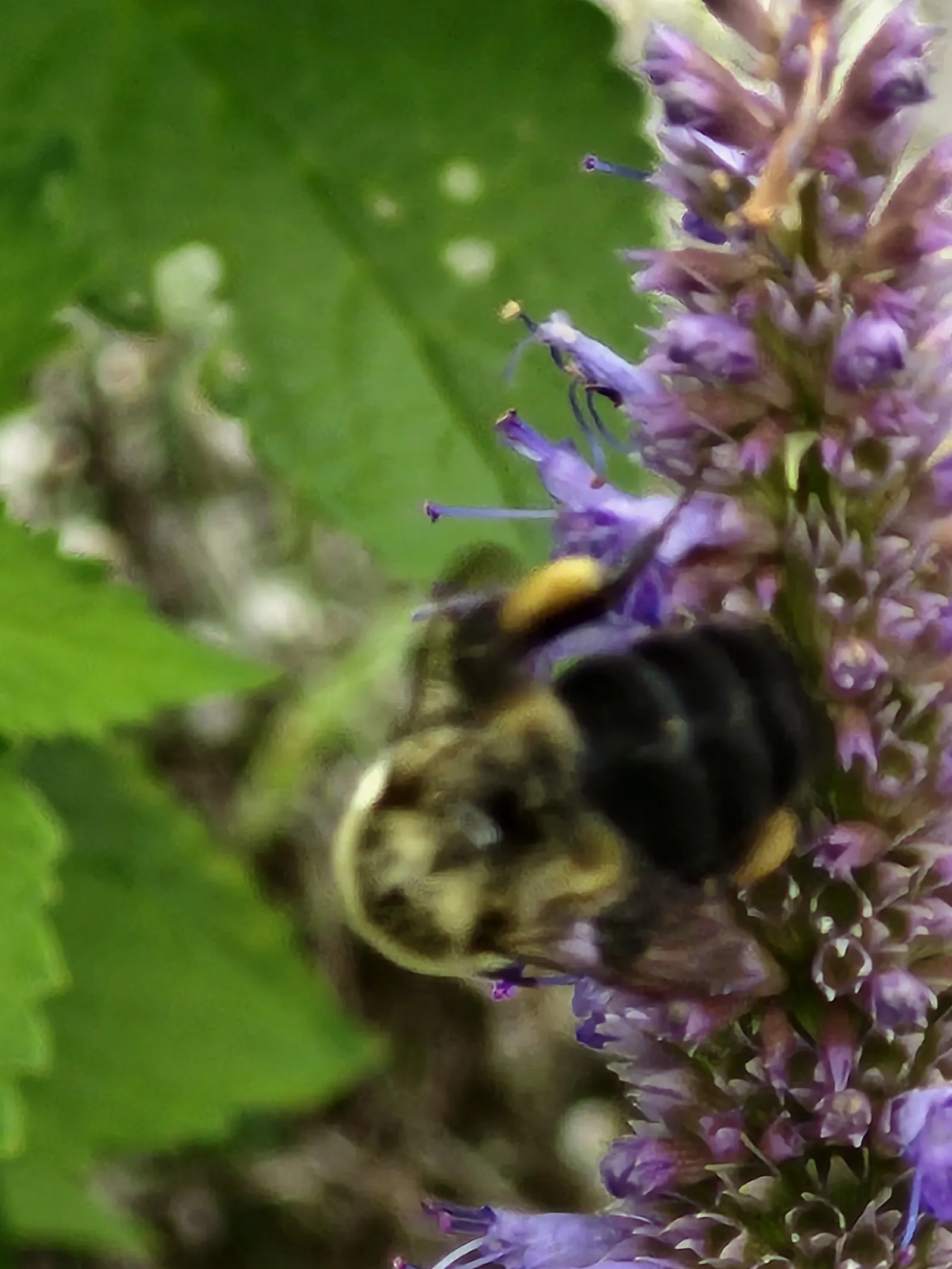 Giant Hyssop (Agastache Hybrids) — this plant works exceptionally well in borders; though deadheading can promote additional blooming and prevent, image 100