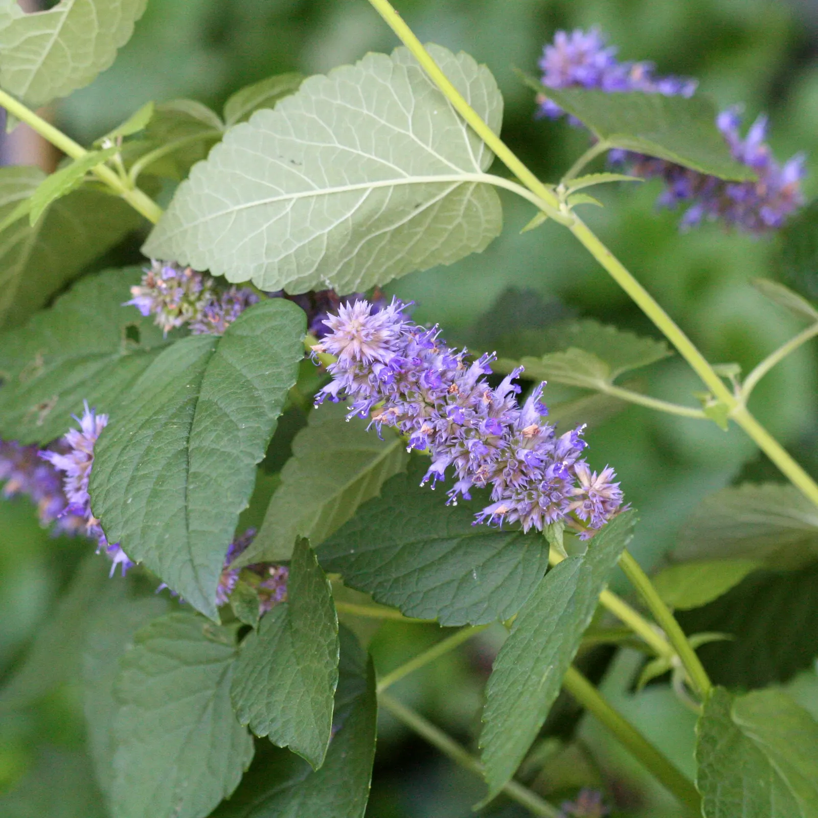 Giant Hyssop (Agastache Hybrids) — and as an accent among lower-growing perennials; attracting hummingbirds and butterflies