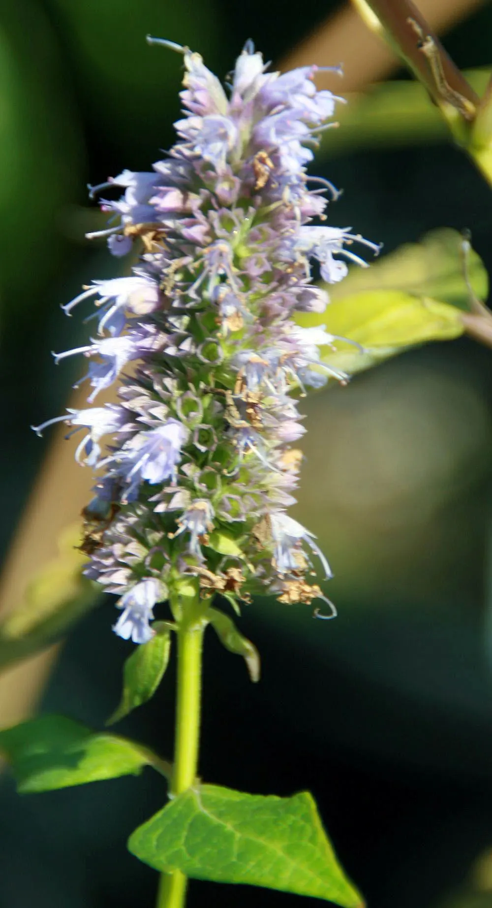 Giant Hyssop (Agastache Hybrids) — The Giant Hyssop (Agastache hybrids) stands out in the landscape with its upright; it prefers well-drained soils, image 60