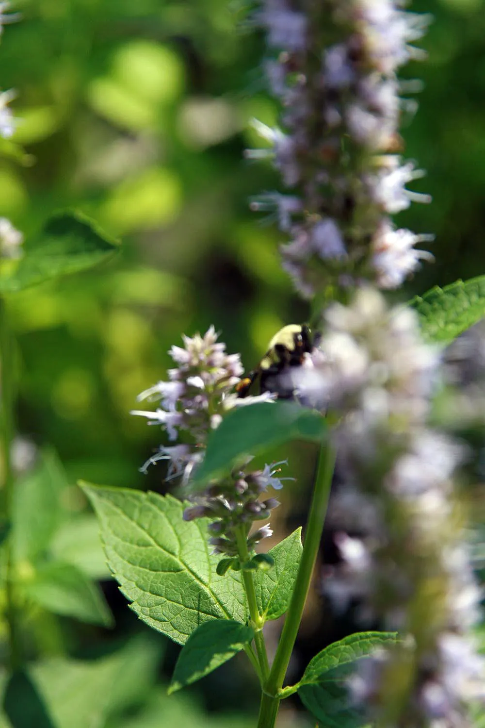 Giant Hyssop (Agastache Hybrids) — though deadheading can promote additional blooming and prevent self-seeding if desired; reminiscent of mint or, image 76