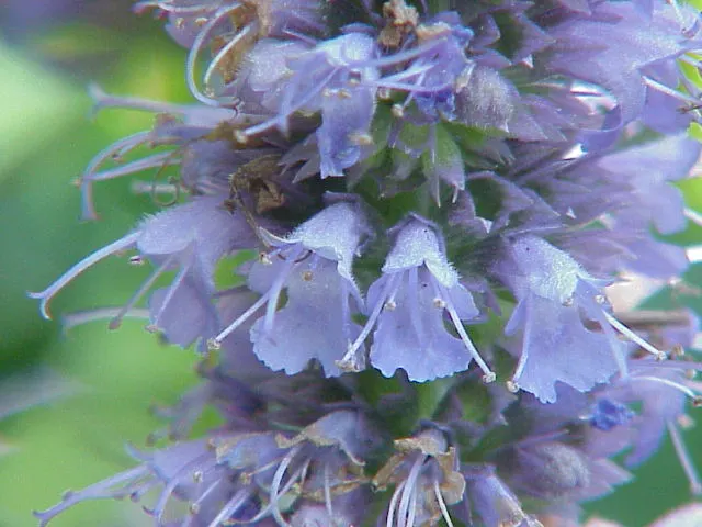 Giant Hyssop (Agastache Hybrids) — These fragrant, herbaceous plants typically reach heights of 2 to 5 feet and thrive in well-drained soil