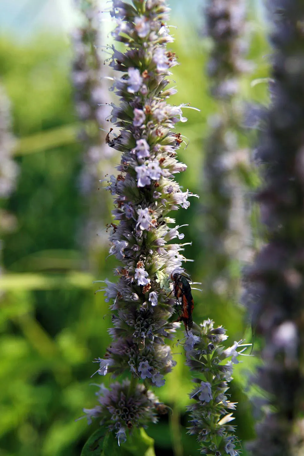 Giant Hyssop (Agastache Hybrids) — It prefers well-drained soils and performs best in full sun, although it can tolerate partial shade; perennial, image 93