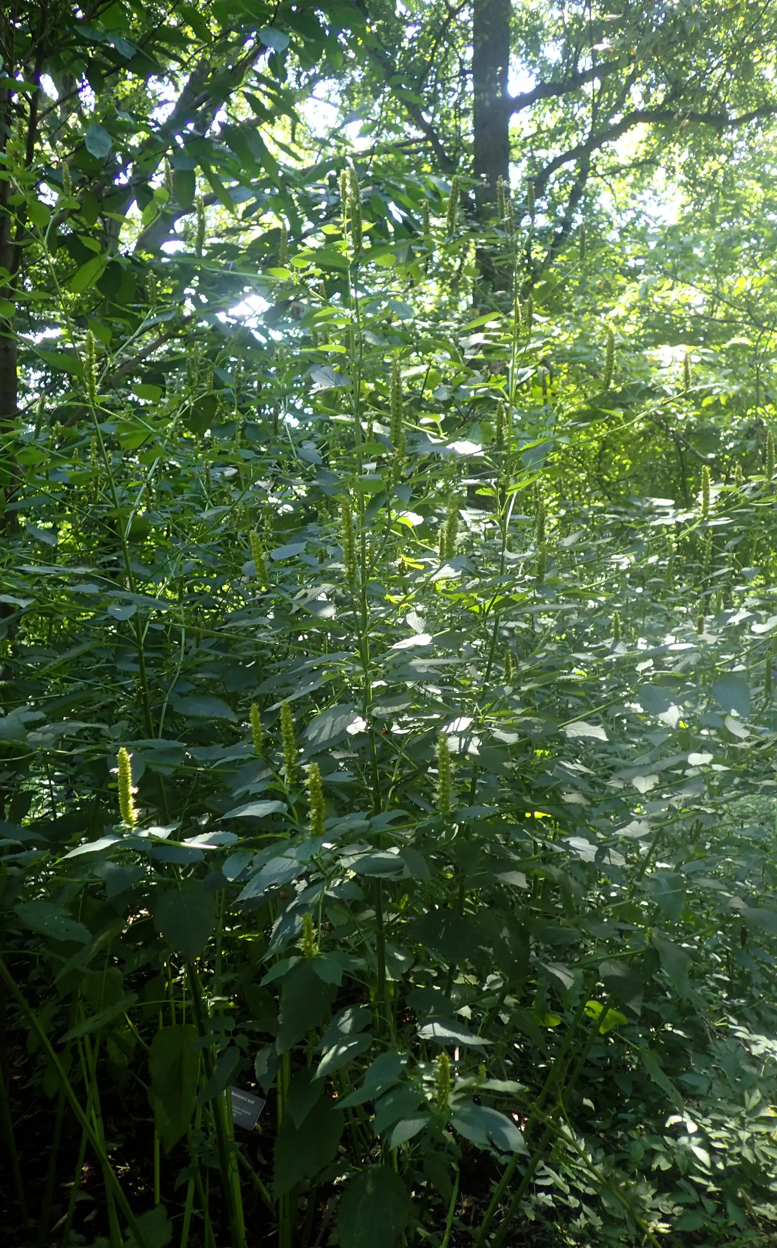 Giant Hyssop (Agastache Hybrids) — Minimal maintenance is required; known for its ease of cultivation and long blooming period, image 75