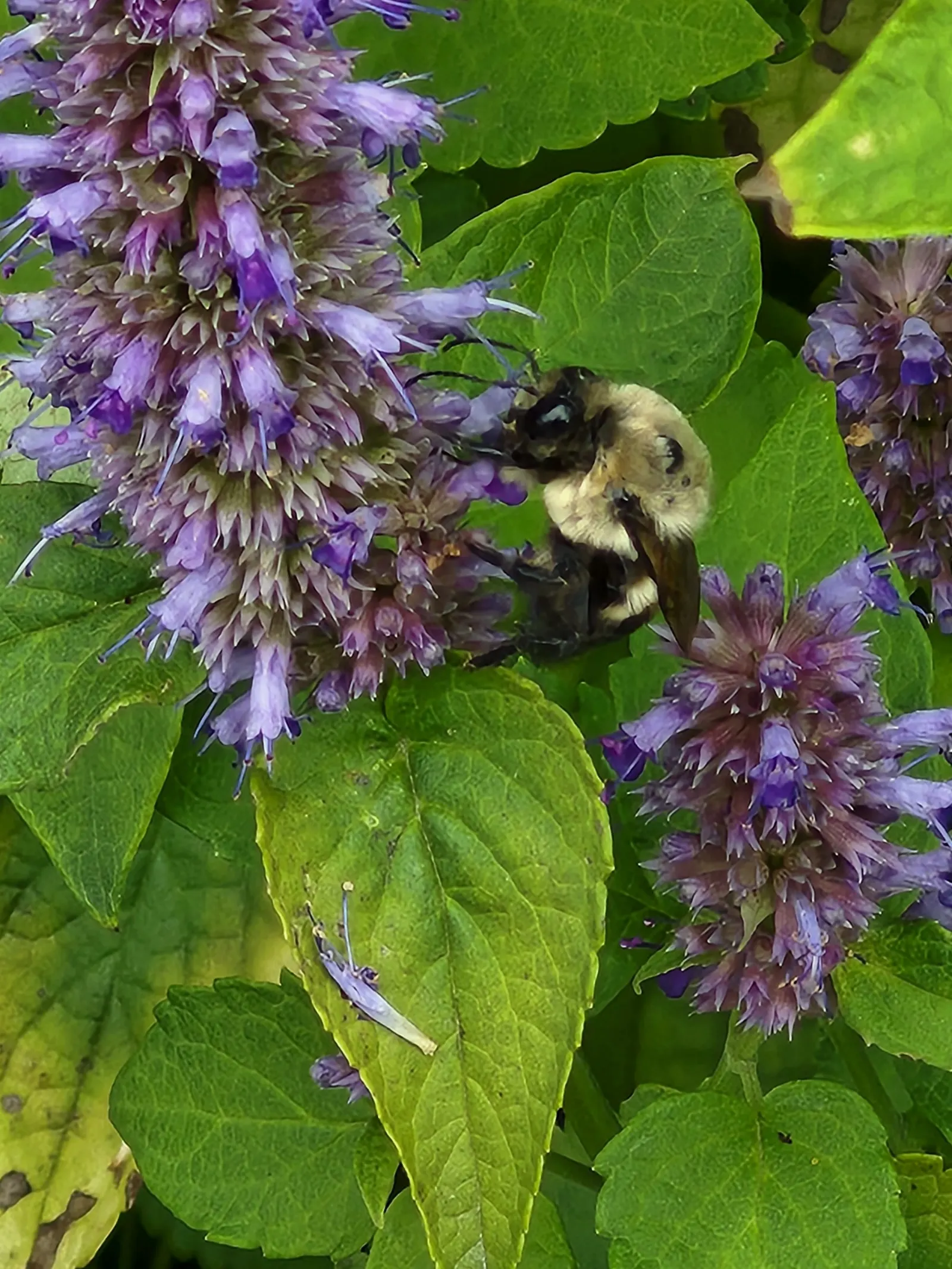 Giant Hyssop (Agastache Hybrids) — providing a generous display that attracts hummingbirds; and as an accent among lower-growing perennials, image 92