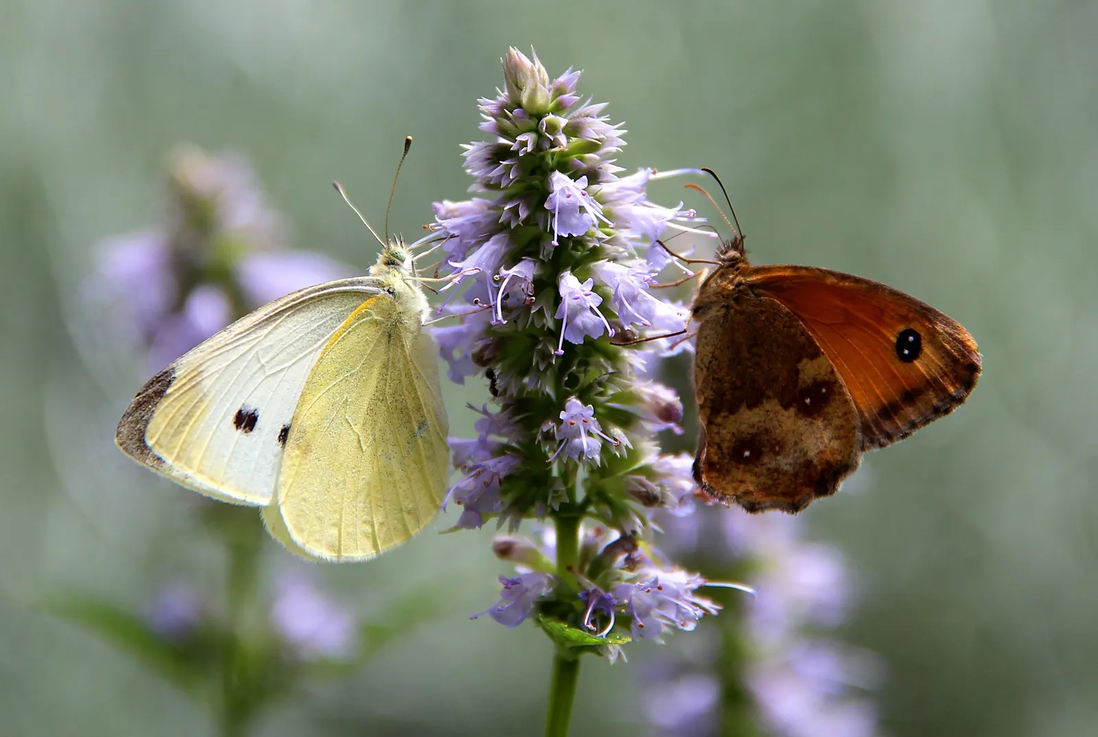 Giant Hyssop (Agastache Hybrids) — The Giant Hyssop (Agastache hybrids) stands out in the landscape with its upright; it prefers well-drained soils and