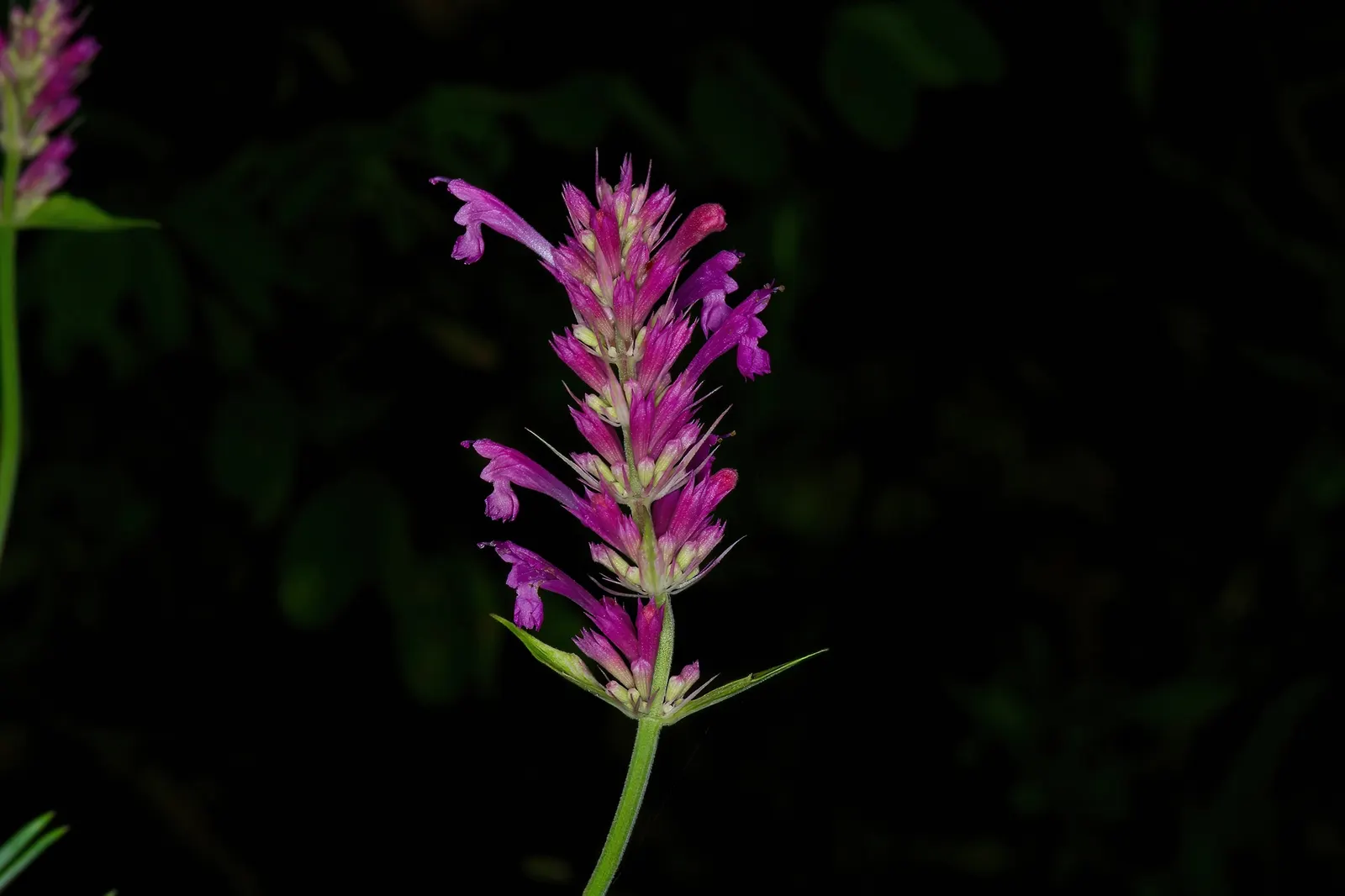Giant Hyssop (Agastache Hybrids) — creating a cohesive and dynamic garden plot; these fragrant, herbaceous plants typically reach heights of 2 to 5 feet and