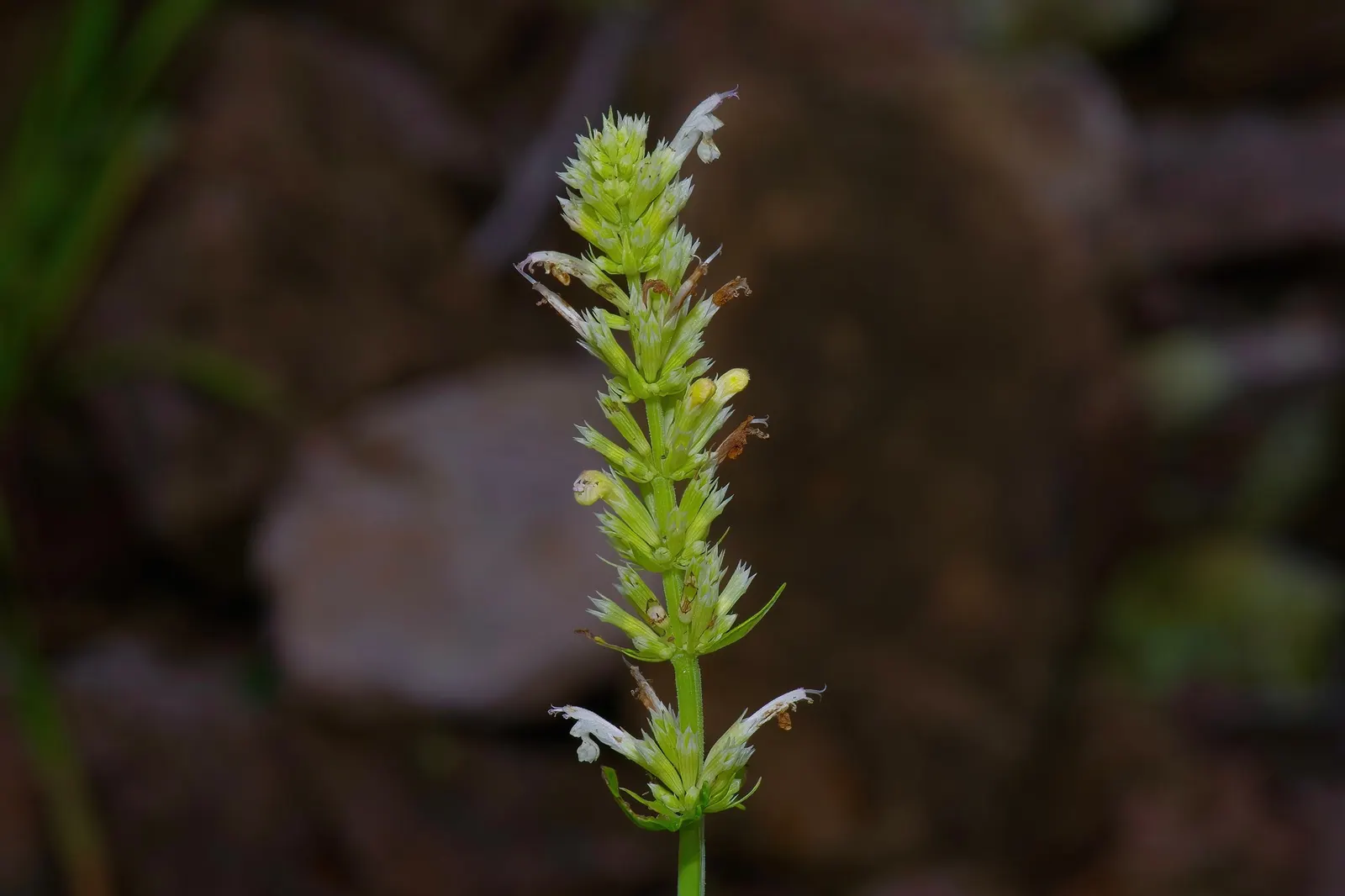 Giant Hyssop (Agastache Hybrids) — perennial with blue and lavender and orange and pink and purple and red and violet and yellow blooms; also adds a sensory