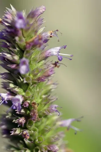 Giant Hyssop (Agastache Hybrids) — reminiscent of mint or anise when crushed