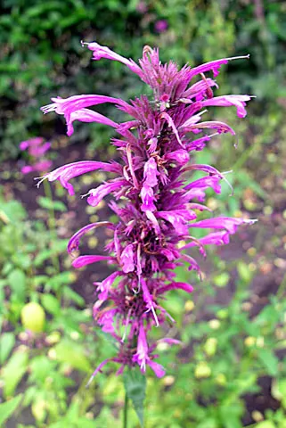 Giant Hyssop (Agastache Hybrids) — perennial with blue and lavender and orange and pink and purple and red and violet and yellow blooms; also adds, image 107