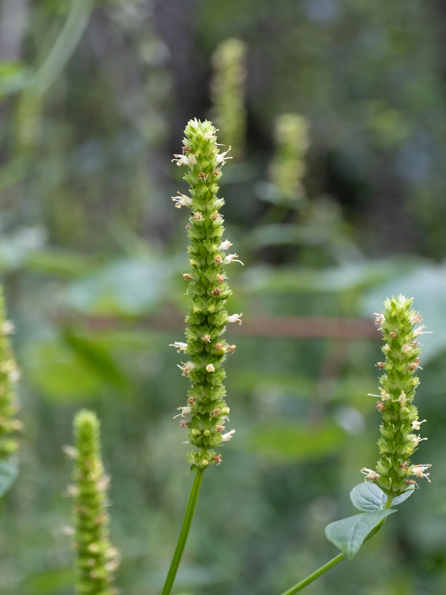 Giant Hyssop (Agastache Hybrids) — The Giant Hyssop (Agastache hybrids) is a hardy perennial favored for its striking spires of tubular flowers, image 82