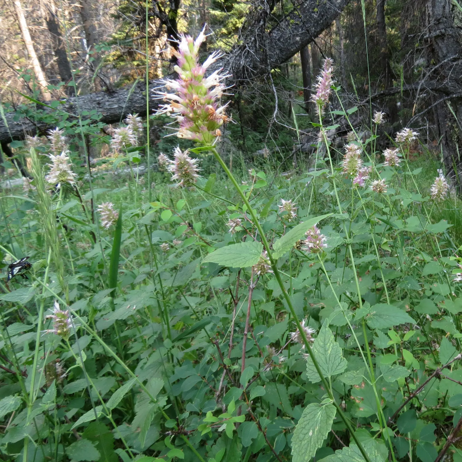 Giant Hyssop (Agastache Hybrids) — providing a generous display that attracts hummingbirds; and as an accent among lower-growing perennials