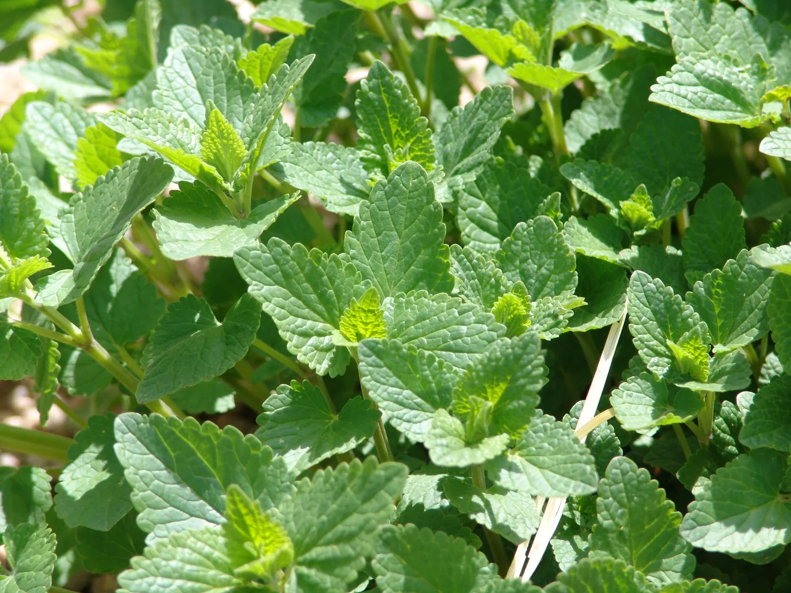 Giant Hyssop (Agastache Hybrids) — though deadheading can promote additional blooming and prevent self-seeding if desired