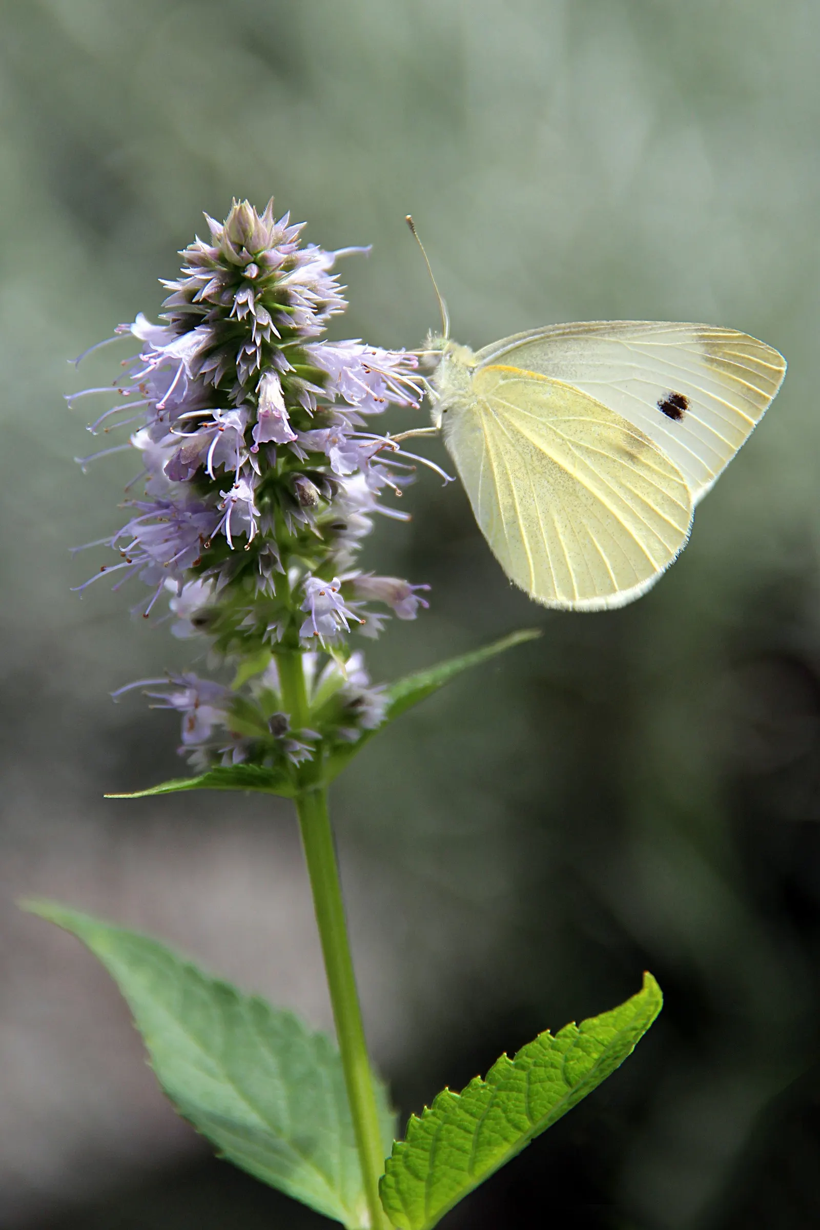 Giant Hyssop (Agastache Hybrids) — blue and lavender and orange and pink and purple and red and violet and yellow flowers in the garden