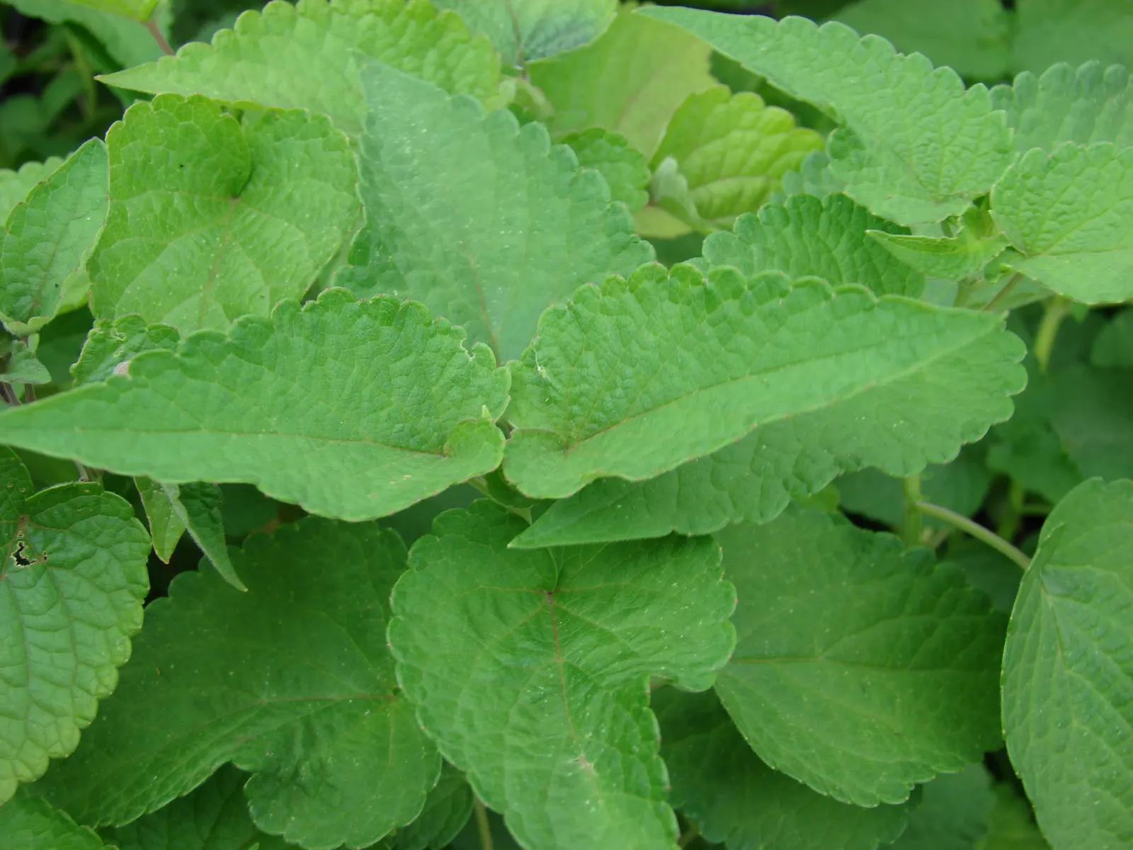 Giant Hyssop (Agastache Hybrids) — providing a generous display that attracts hummingbirds; and as an accent among lower-growing perennials, image 65