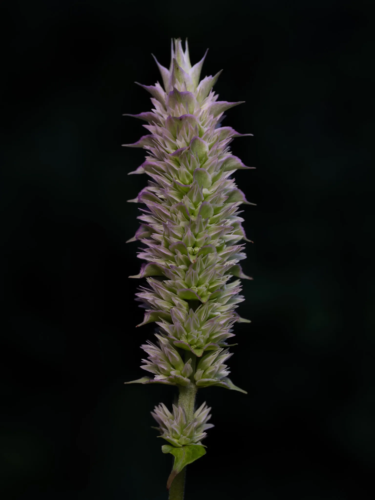 Giant Hyssop (Agastache Hybrids) — this plant works exceptionally well in borders
