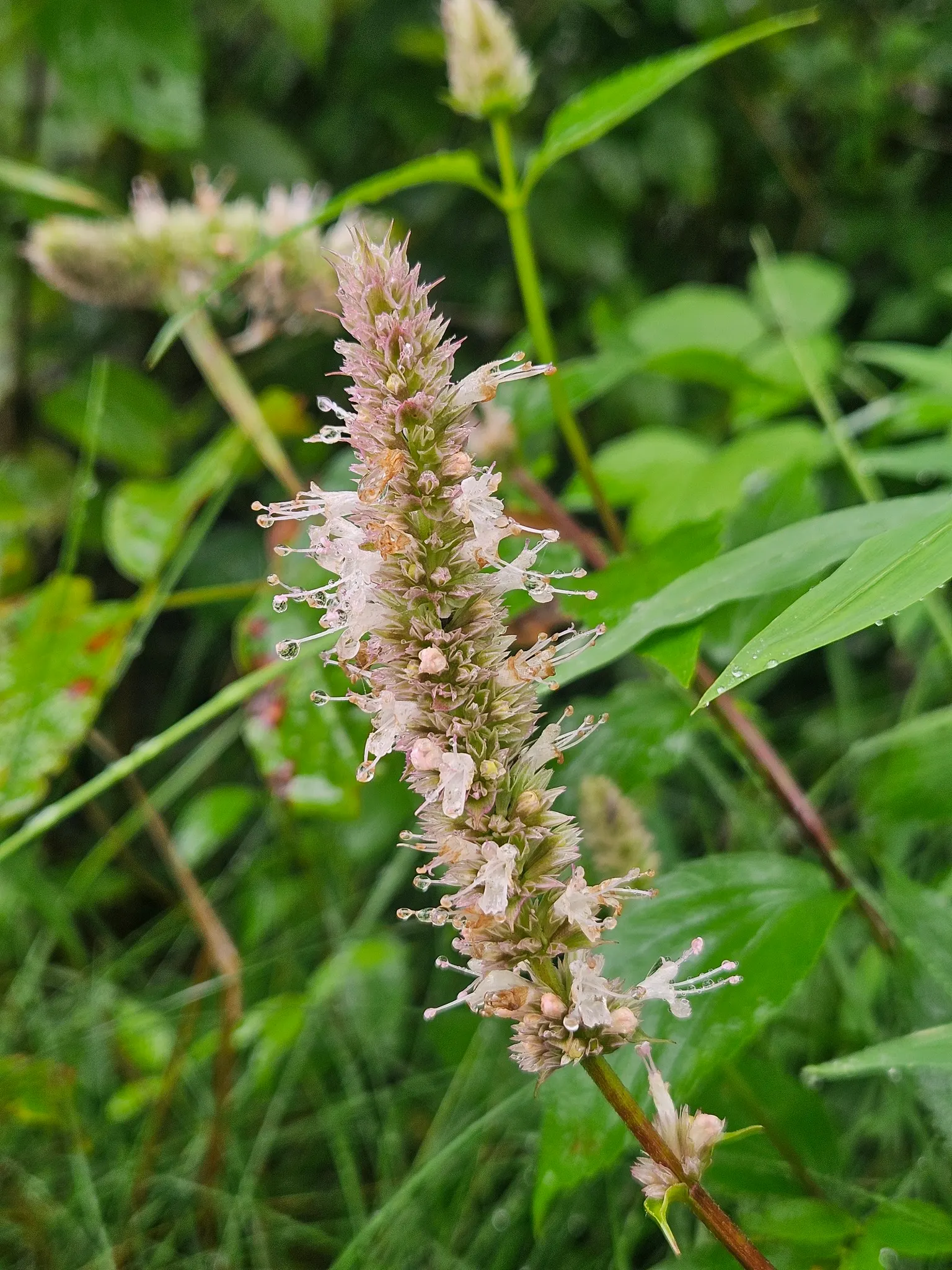 Giant Hyssop (Agastache Hybrids) — It prefers well-drained soils and performs best in full sun, although it can tolerate partial shade; perennial for full or