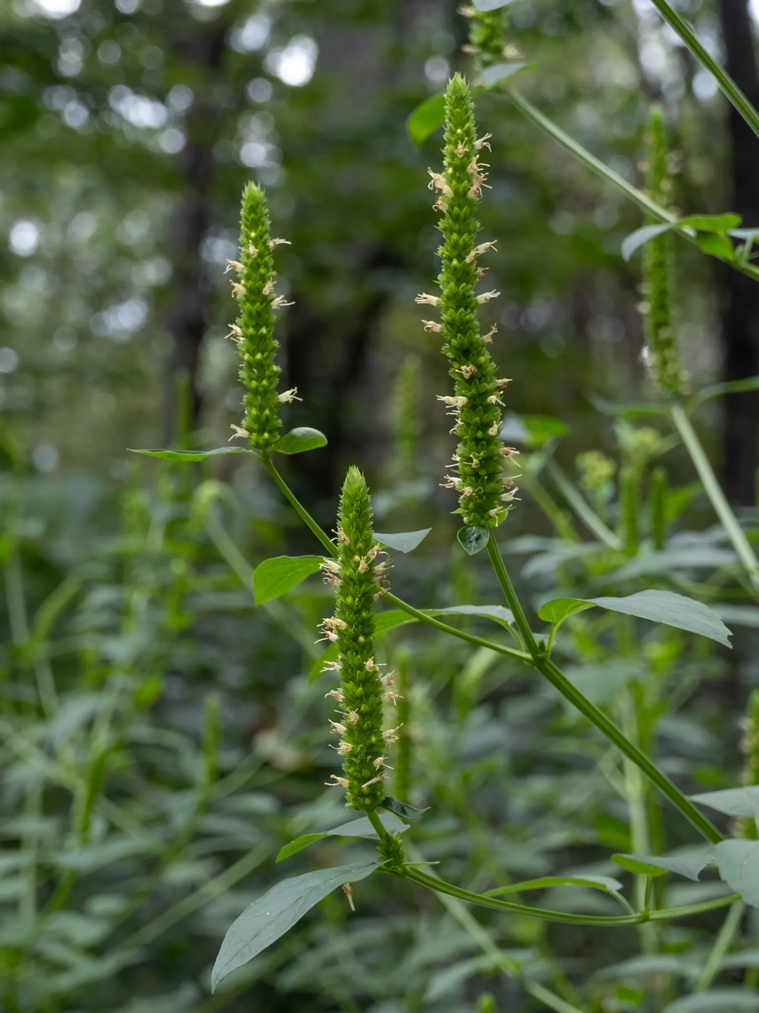Giant Hyssop (Agastache Hybrids) — blue and lavender and orange and pink and purple and red and violet and yellow flowers in the garden; the, image 106