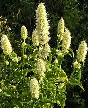 Giant Hyssop (Agastache Hybrids) — The Giant Hyssop (Agastache hybrids) is a hardy perennial favored for its striking spires of tubular flowers