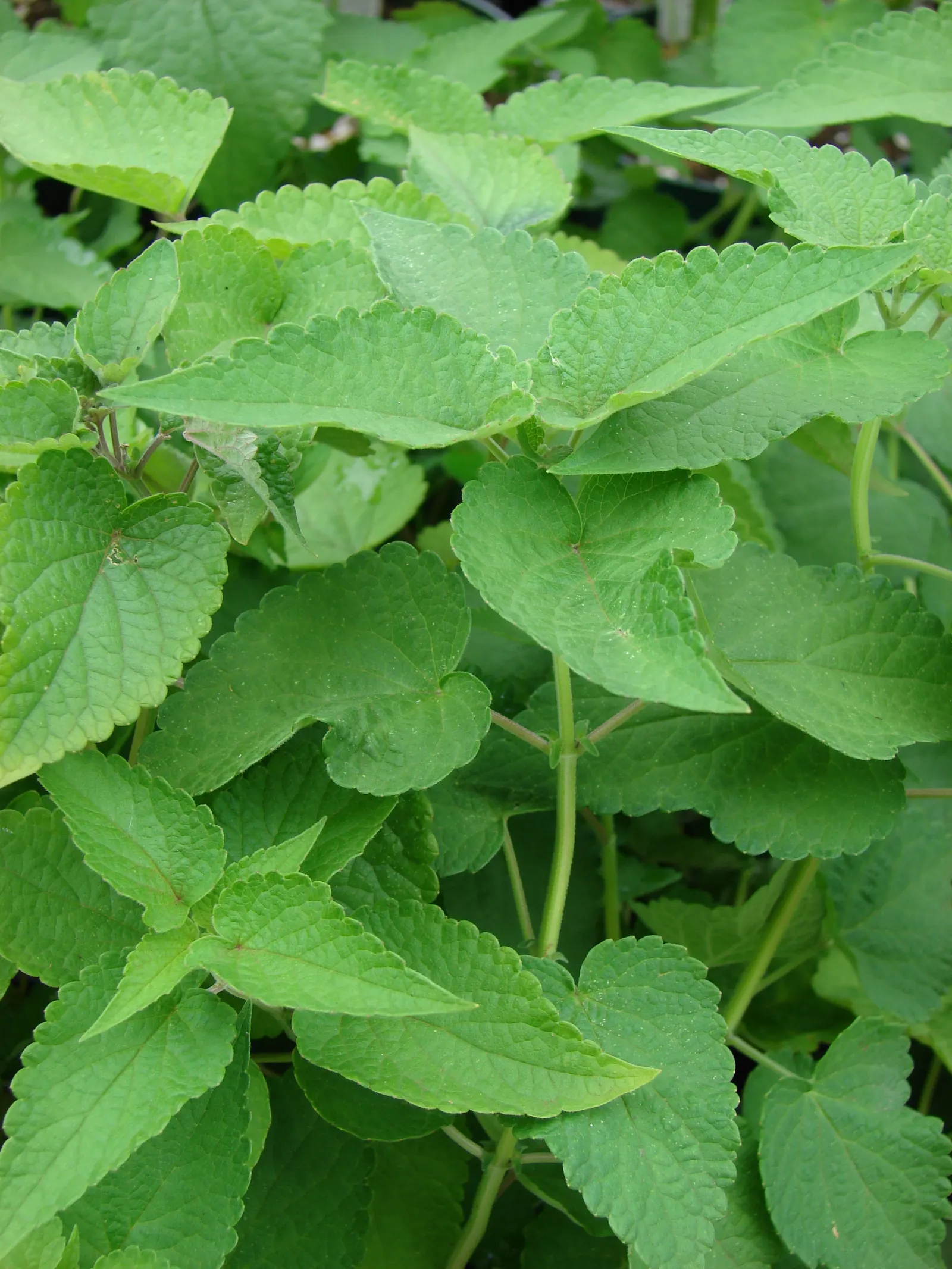Giant Hyssop (Agastache Hybrids) — perennial for full or half; creating a cohesive and dynamic garden plot