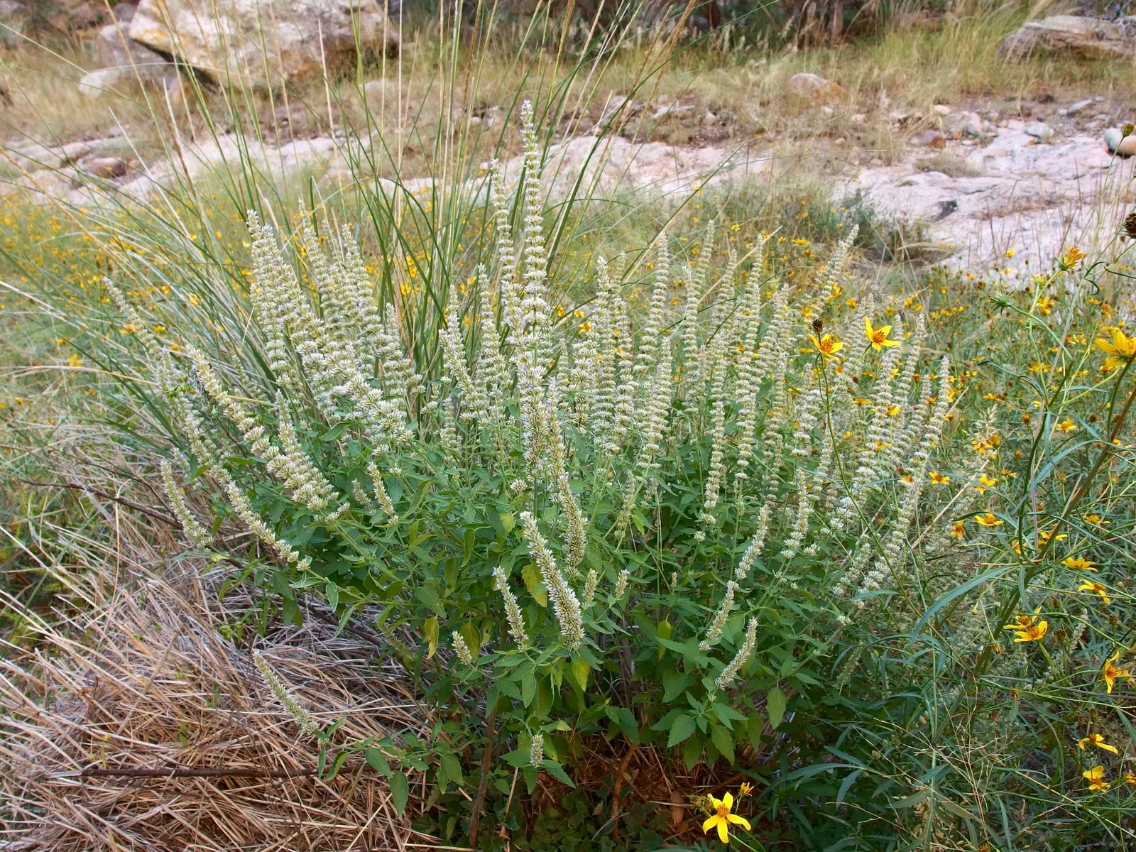 Giant Hyssop (Agastache Hybrids) — The Giant Hyssop (Agastache hybrids) stands out in the landscape with its upright; it prefers well-drained soils, image 114