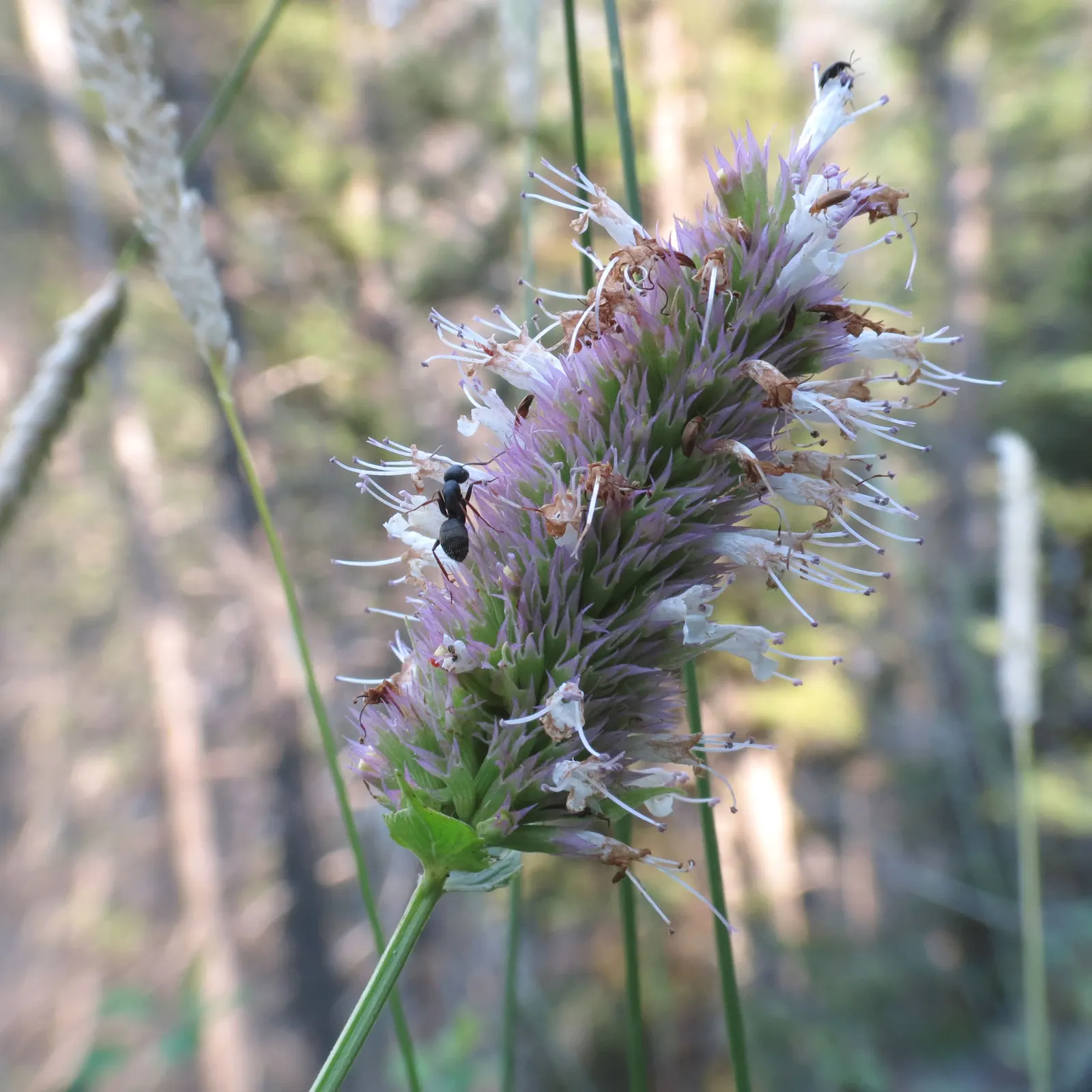 Giant Hyssop (Agastache Hybrids) — also adds a sensory aspect to the garden; with a spread of 1 to 3 feet