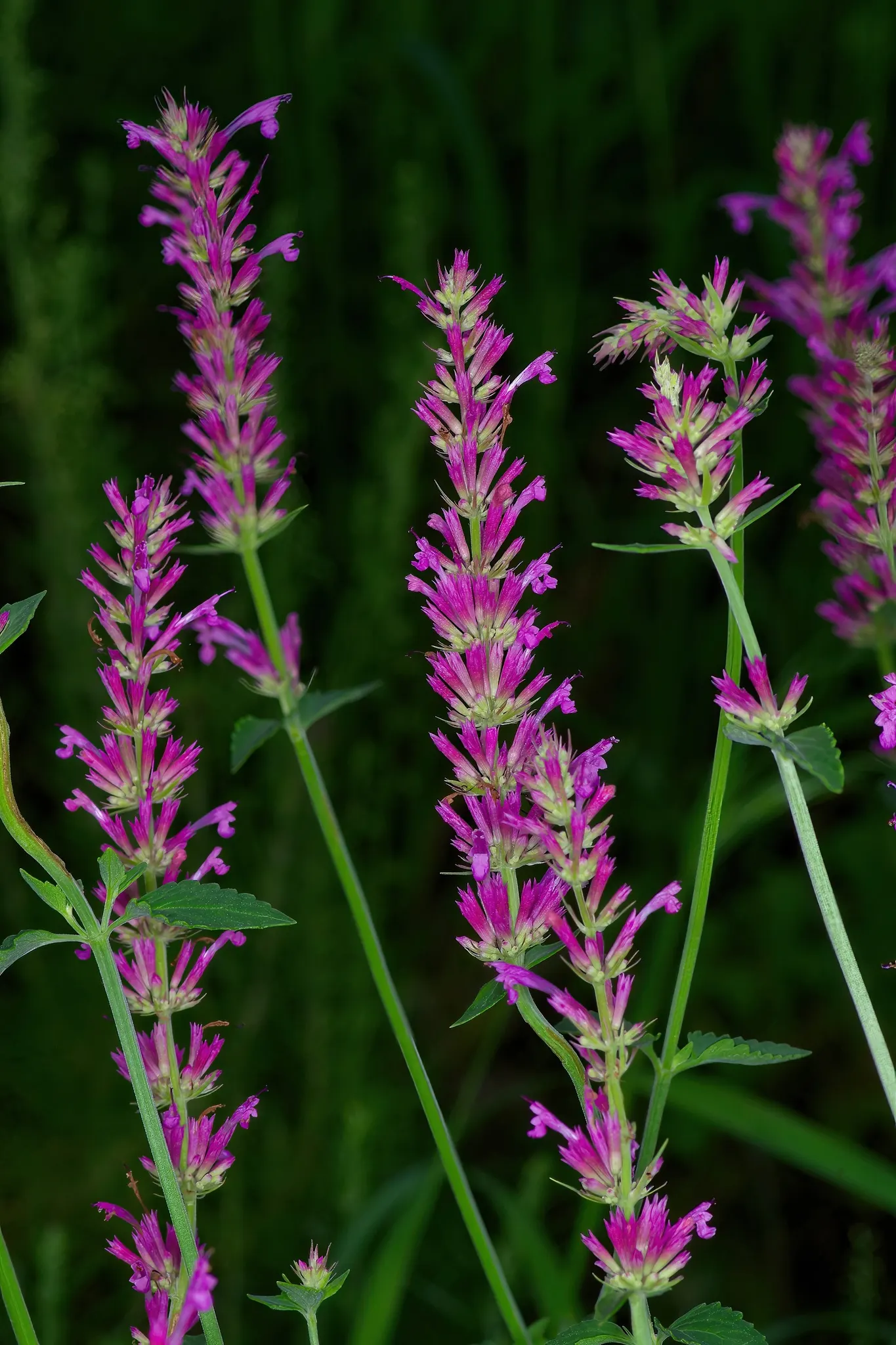 Giant Hyssop (Agastache Hybrids) — It prefers well-drained soils and performs best in full sun, although it can tolerate partial shade; perennial, image 120