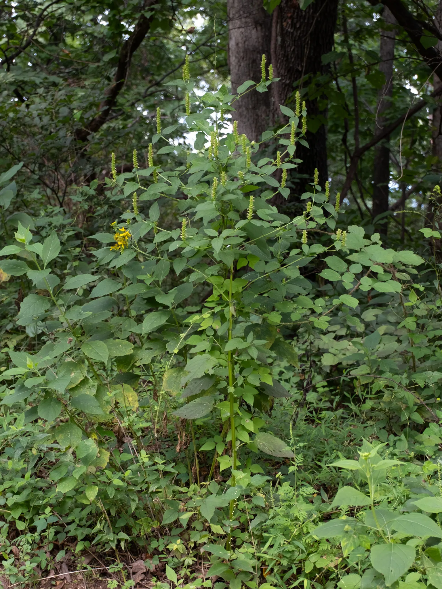 Giant Hyssop (Agastache Hybrids) — this plant works exceptionally well in borders; though deadheading can promote additional blooming and prevent, image 73
