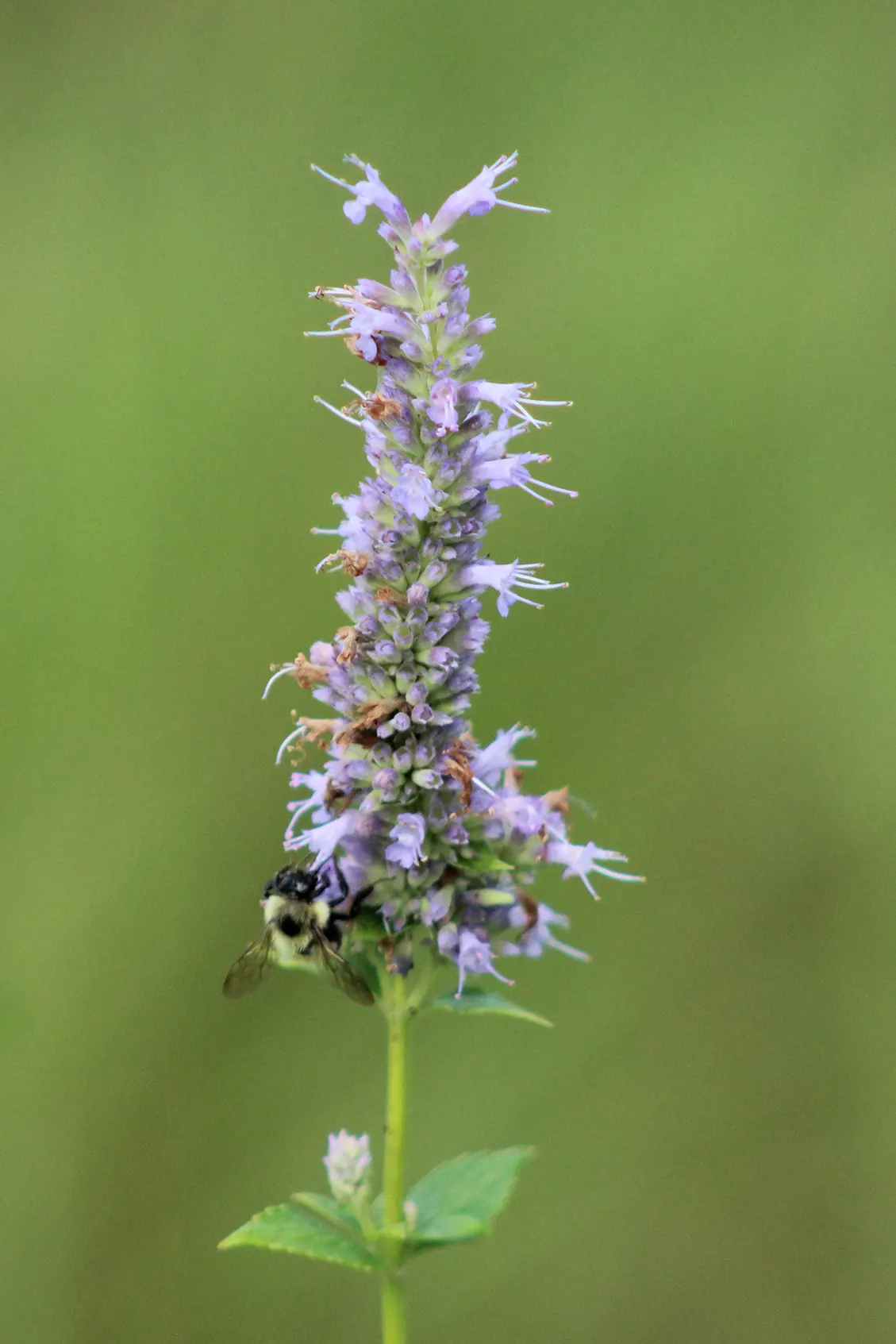 Giant Hyssop (Agastache Hybrids) — with a light application of a balanced, image 122